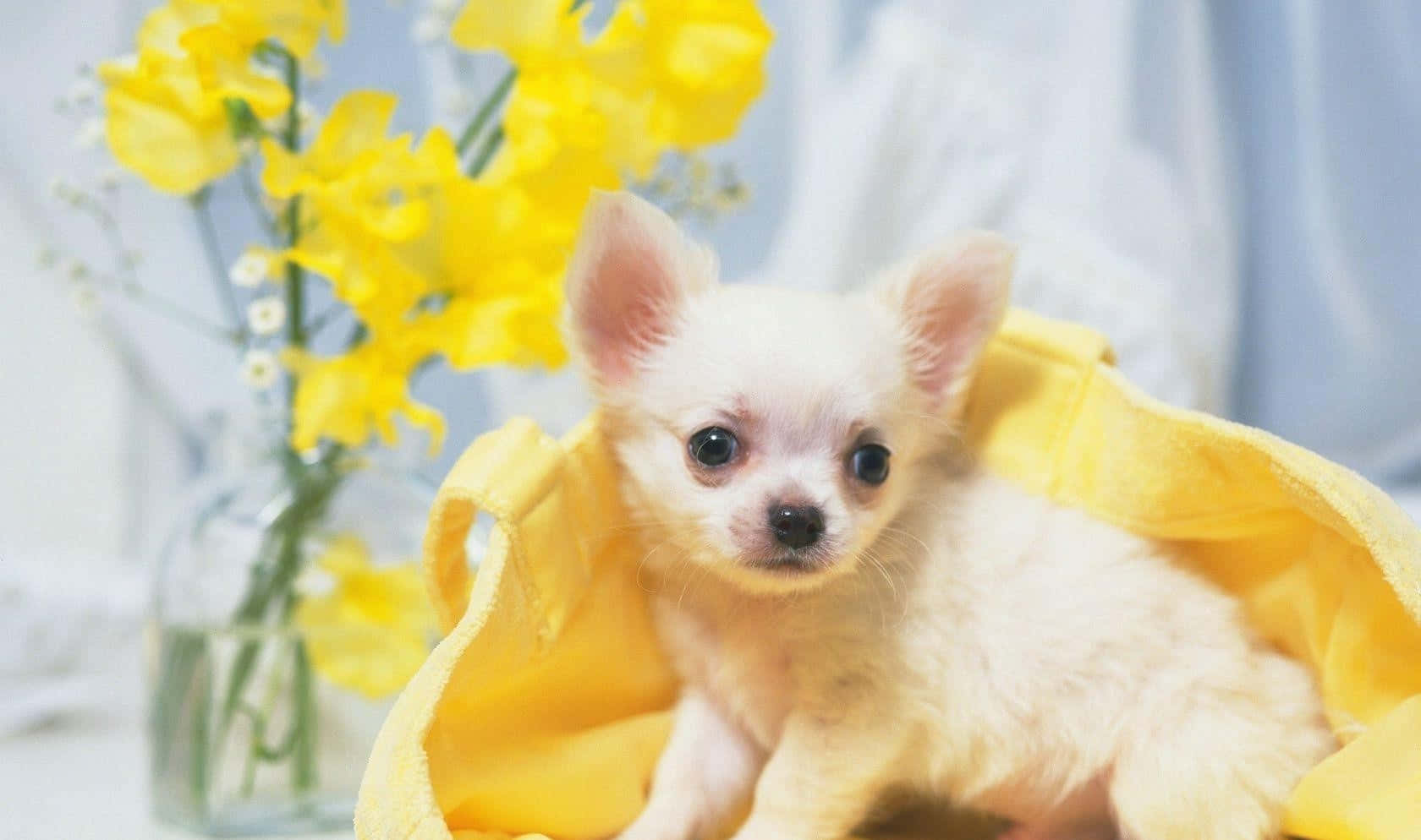 Chihuahua Dog 桌布 壁紙 — 一隻細小白色吉娃娃幼犬包裹在黃色毛巾中，坐在一束鮮黃色花朵的花瓶旁。