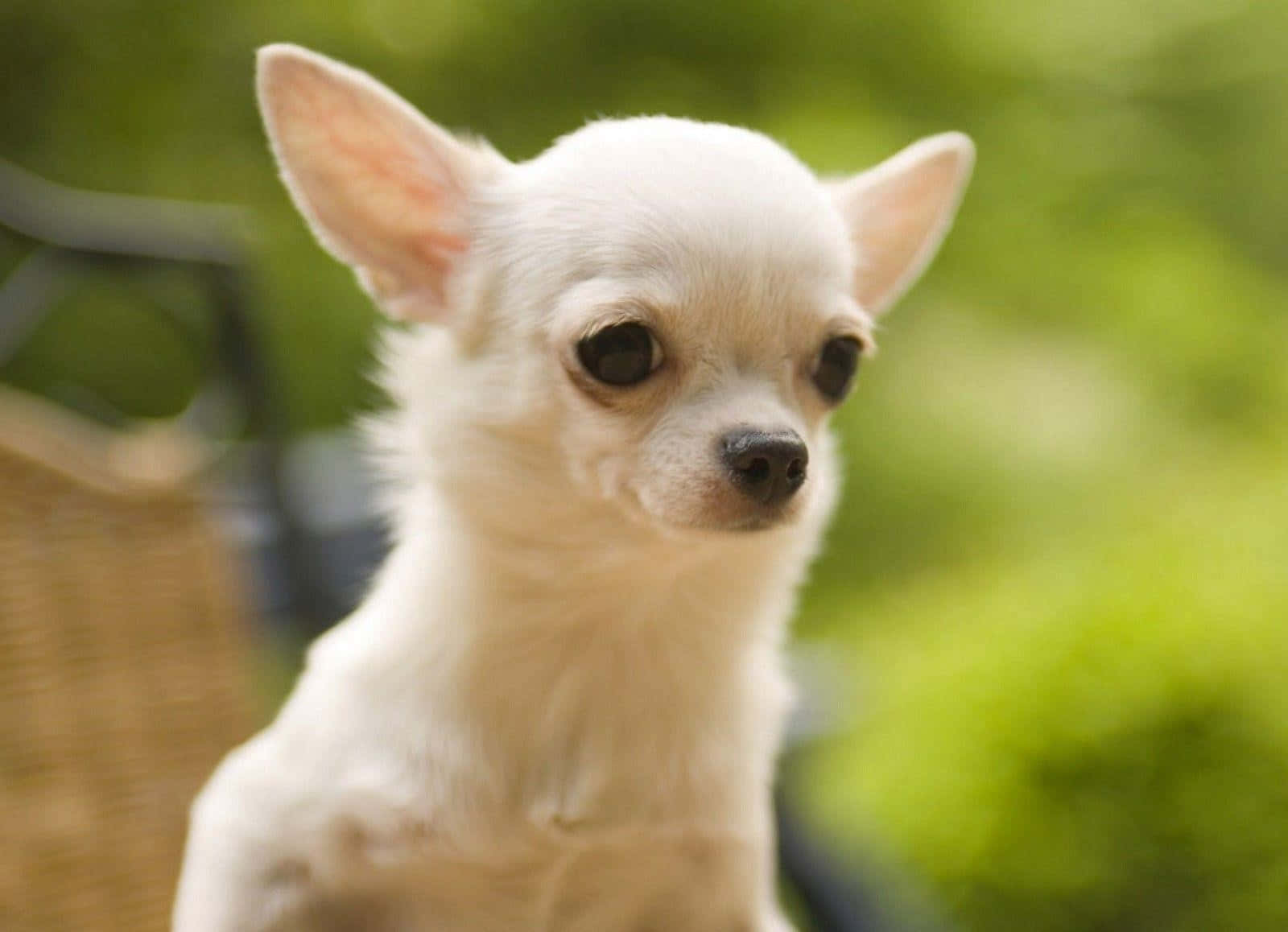 Chihuahua 桌布 壁紙 — 一隻細小白色吉娃娃的大特寫，有著大大的深色眼睛和豎起的耳朵，背景是柔和的綠色模糊效果。