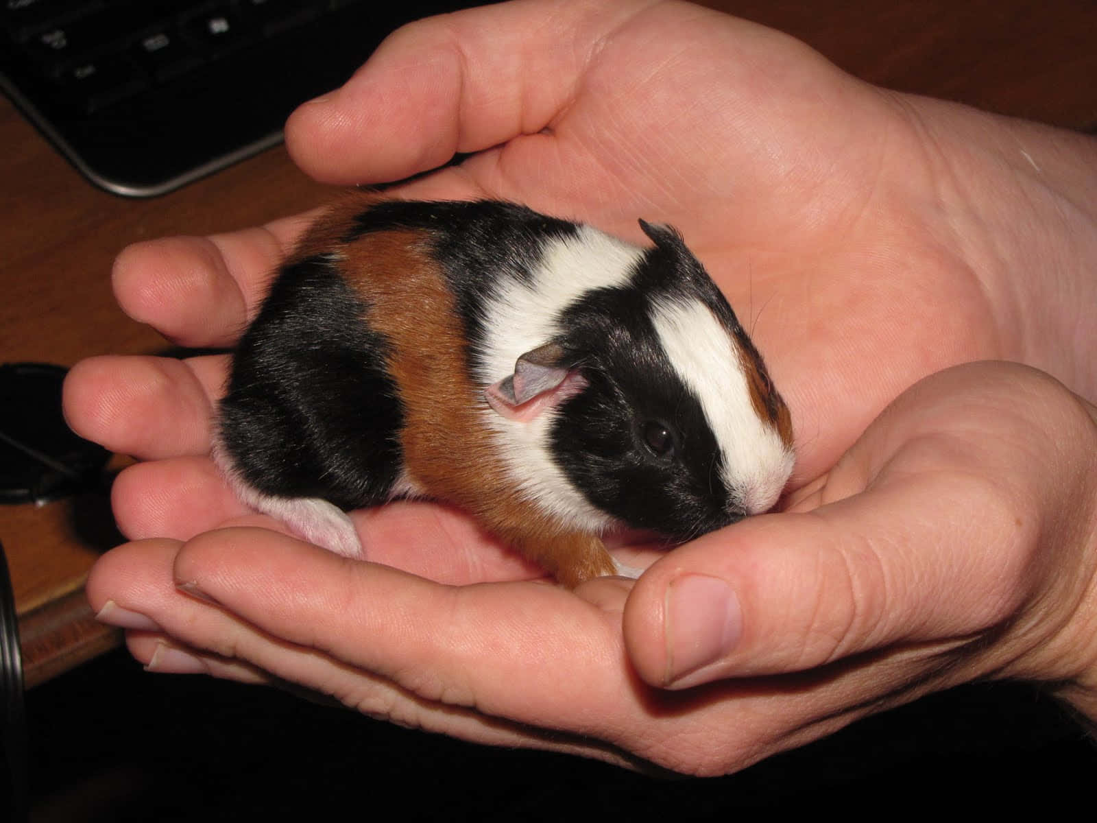 guinea pig 桌布 壁紙 — 一隻細小的三色天竺鼠在深色木桌背景下，安詳地躺在一個人捧著的手中。