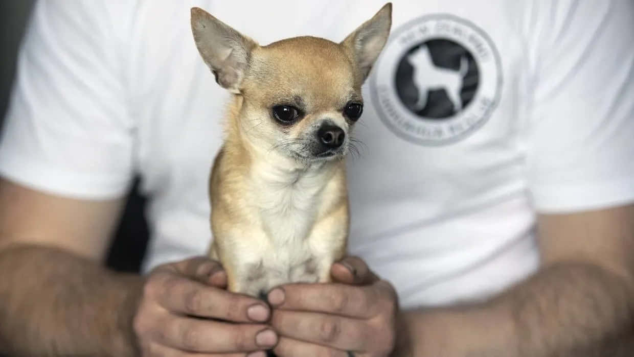 Teacup Chihuahua 桌布 壁紙 — 一隻細小的吉娃娃，有大耳朵和深色眼睛，平靜地坐在一個人的手中，背景是模糊的白色T恤。