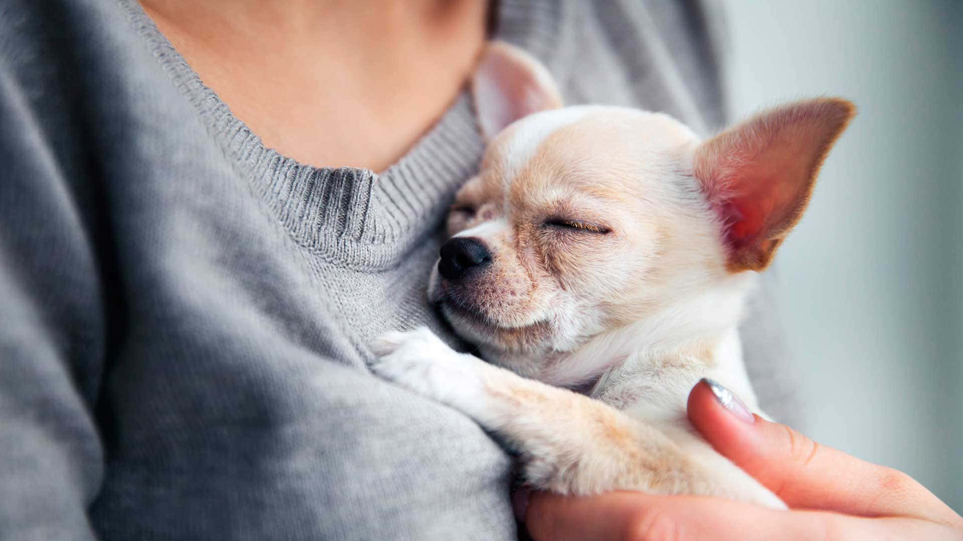 Chihuahua 桌布 壁紙 — 一隻細小的吉娃娃在一個人的懷裡安詳地睡覺，依偎著柔軟的灰色毛衣。