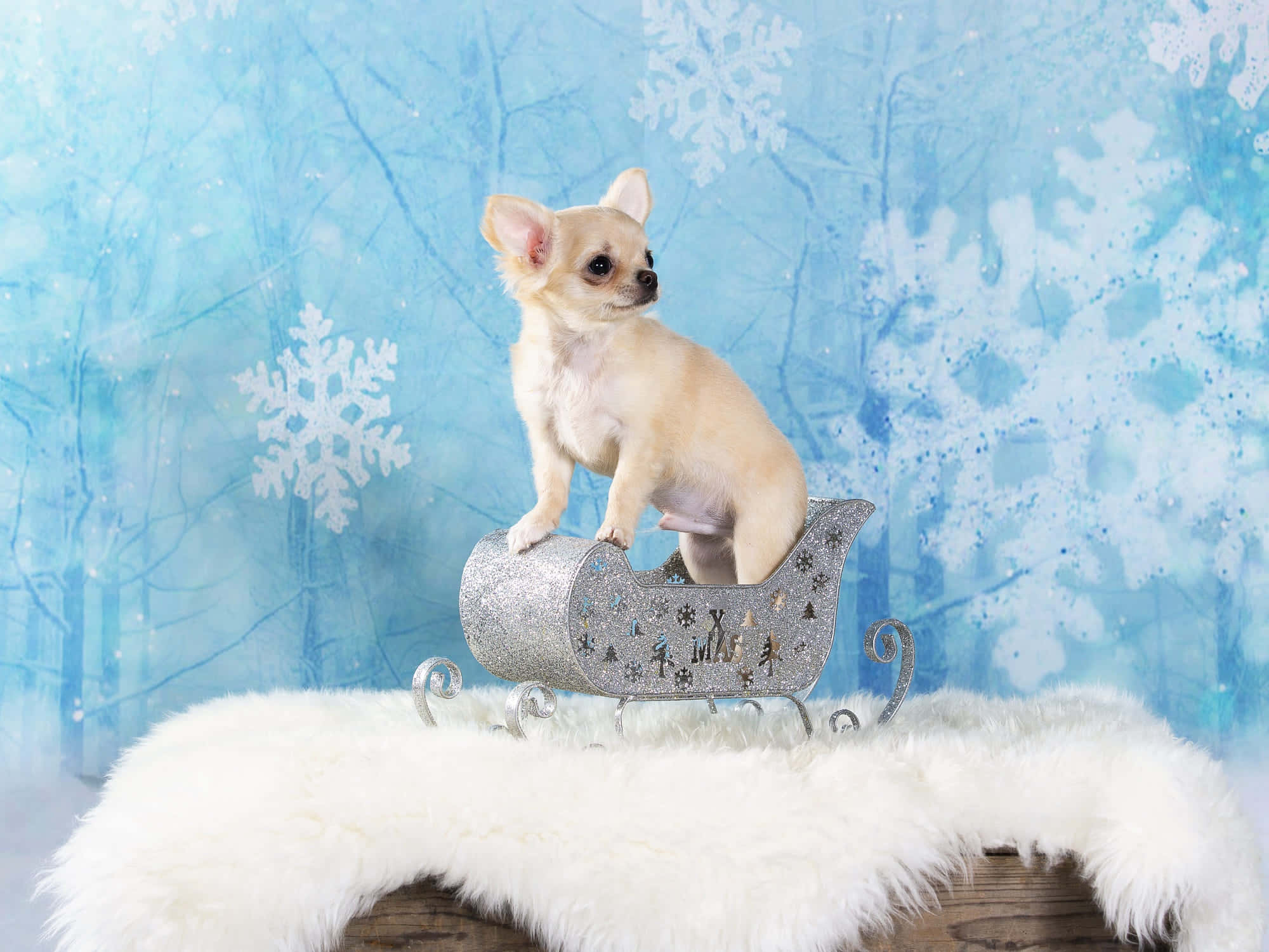 Chihuahua 桌布 壁紙 — 一隻細小的吉娃娃威風凜凜地坐在閃閃發光的銀色雪橇上，雪橇置於蓬鬆的白色毛皮上，背景是雪白的藍色冬日景色。