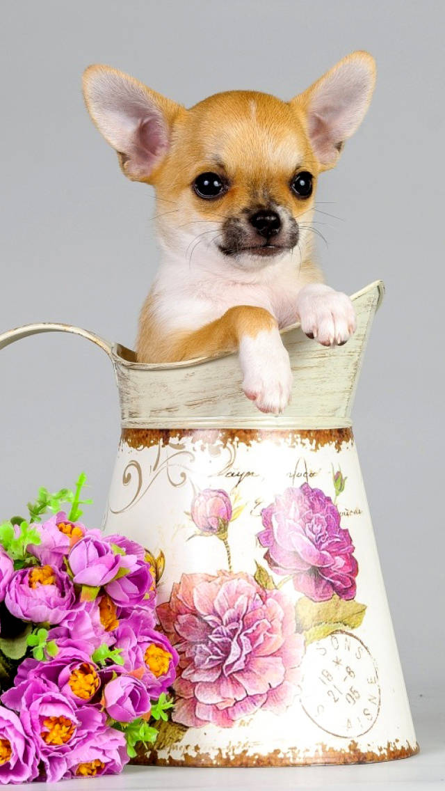 Chihuahua 桌布 壁紙 — 一隻細小的吉娃娃小狗好奇地從復古花卉澆水壺邊緣窺視，旁邊有一束紫色花朵。