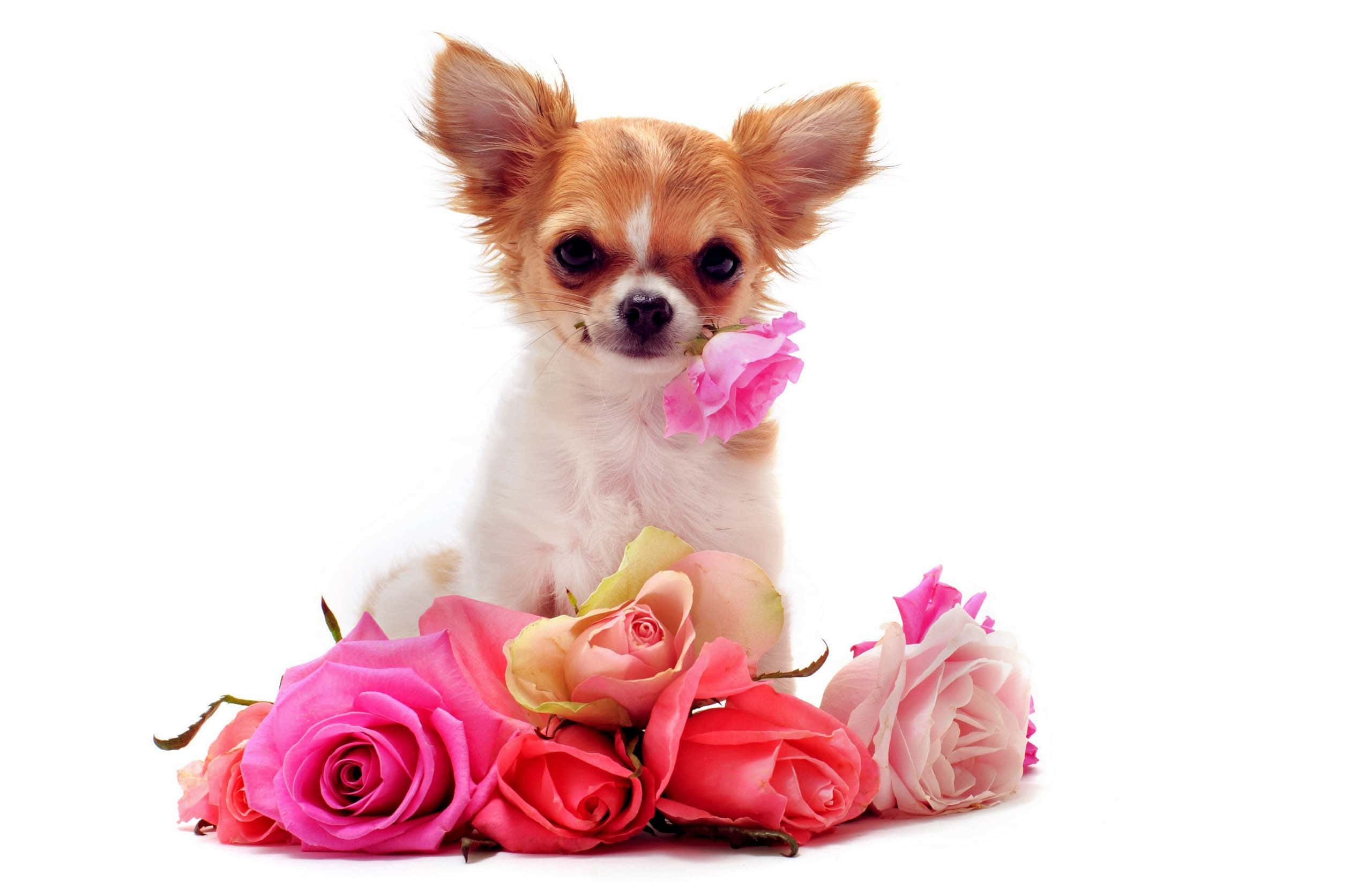 Chihuahua 桌布 壁紙 — 一隻細小的吉娃娃幼犬，有著大大的深色眼睛，坐在鮮豔的粉紅和蜜桃色玫瑰中，背景是純白色。