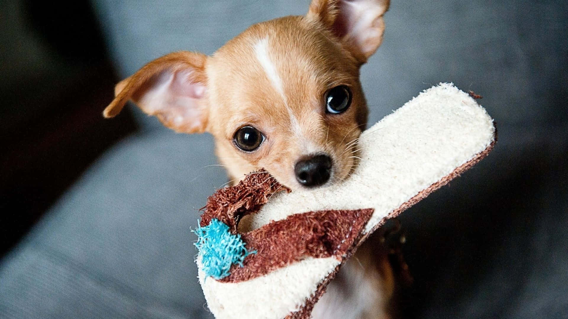 Chihuahua Dog 桌布 壁紙 — 一隻細小的吉娃娃幼犬，有著大大的黑色眼睛，嘴裡叼著一個被咬過的棕色和白色拖鞋玩具。