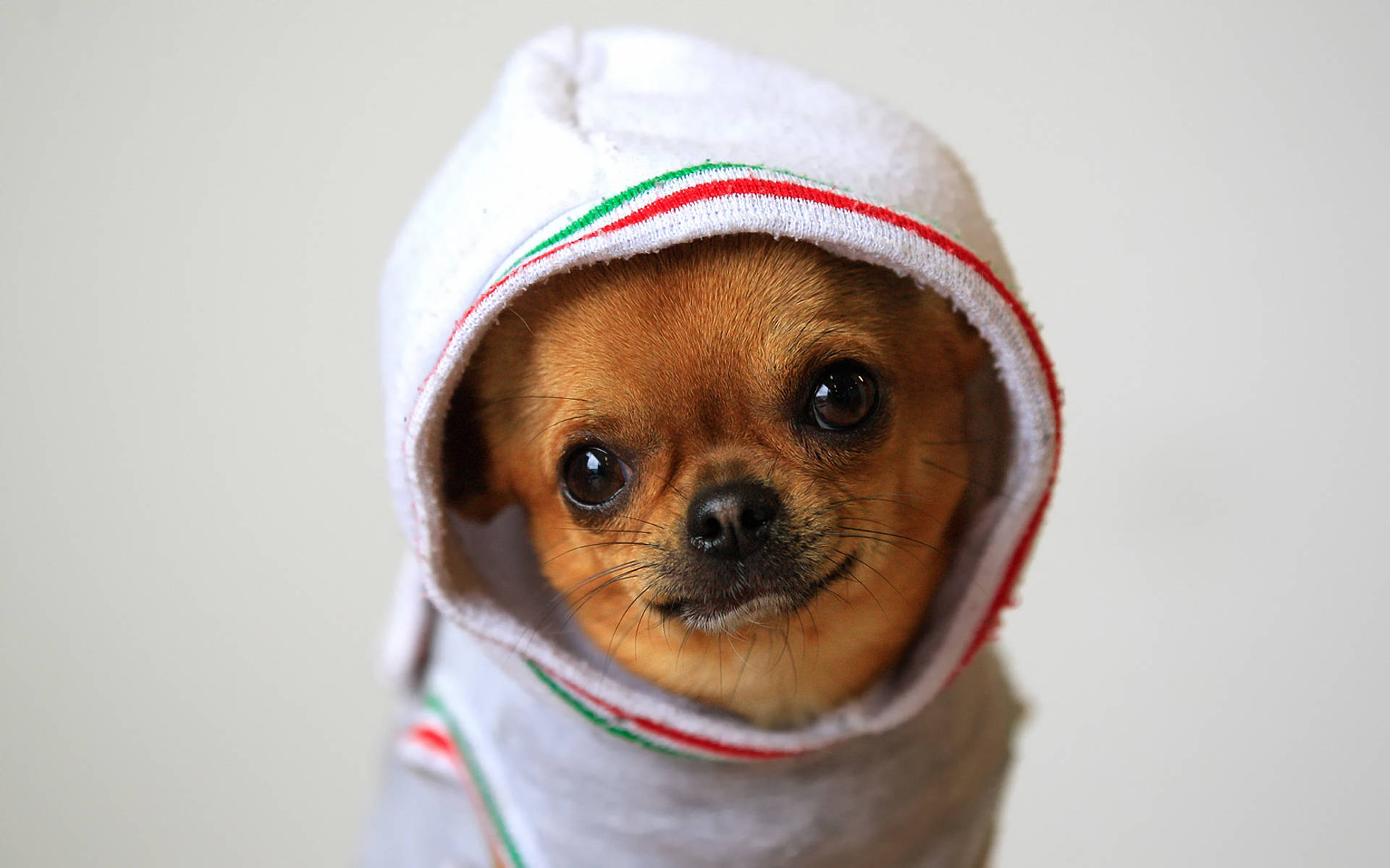 Chihuahua 桌布 壁紙 — 一隻細小的吉娃娃幼犬，有著大大的黑色眼睛，從一條有紅綠條紋的白色毛巾頭巾中探出頭來。