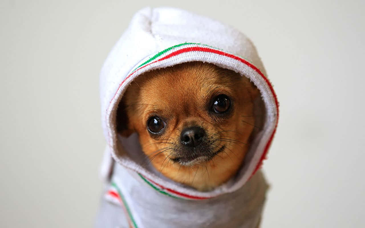 Chihuahua Dog 桌布 壁紙 — 一隻細小的吉娃娃幼犬包裹在一條有紅色和綠色條紋的白色毛巾中，用大大的黑色眼睛直視鏡頭。