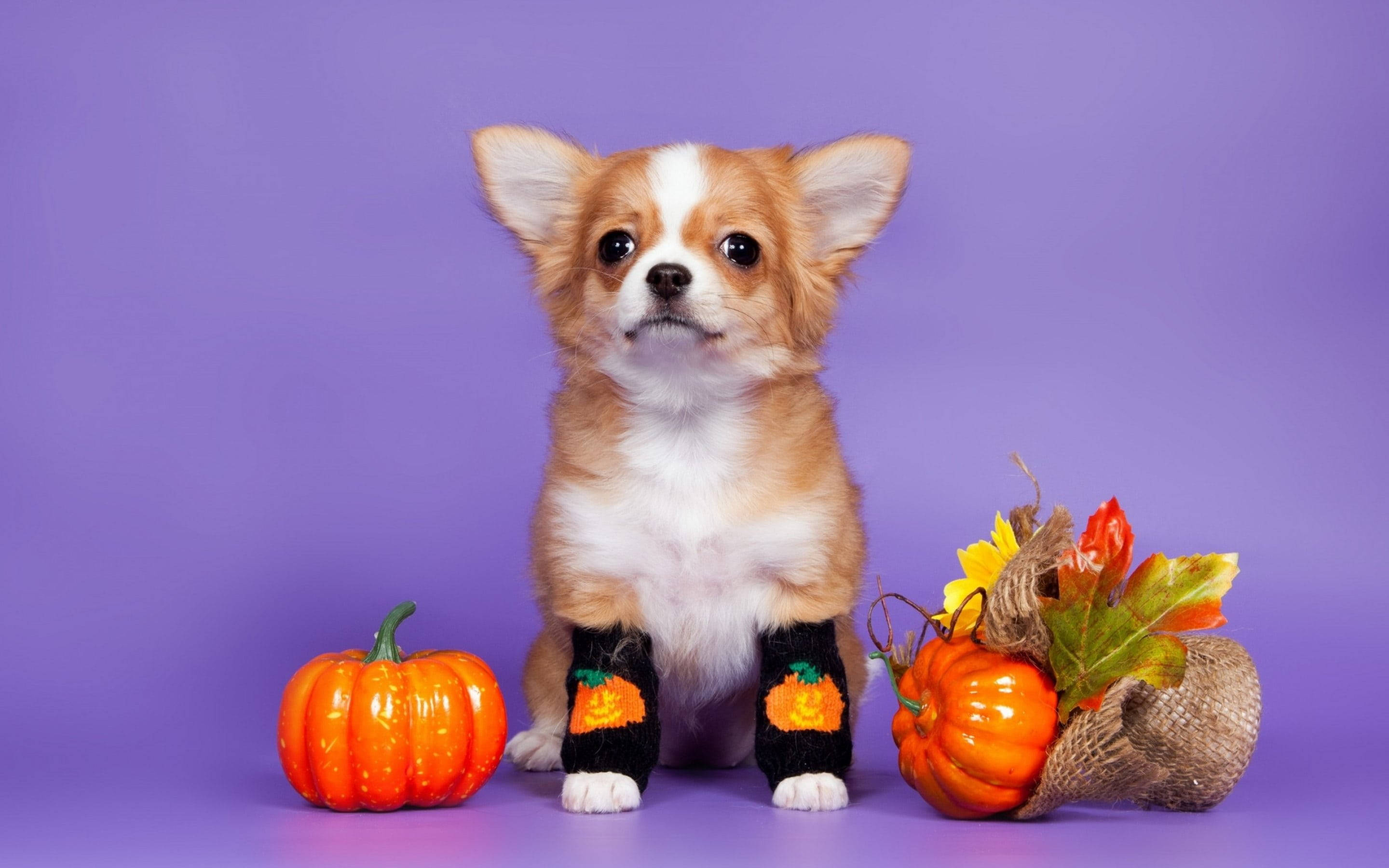 Cute Aesthetic Halloween 桌布 壁紙 — 一隻細小的吉娃娃幼犬穿著南瓜圖案襪子，坐在橙色南瓜和秋葉旁邊，背景為紫色。