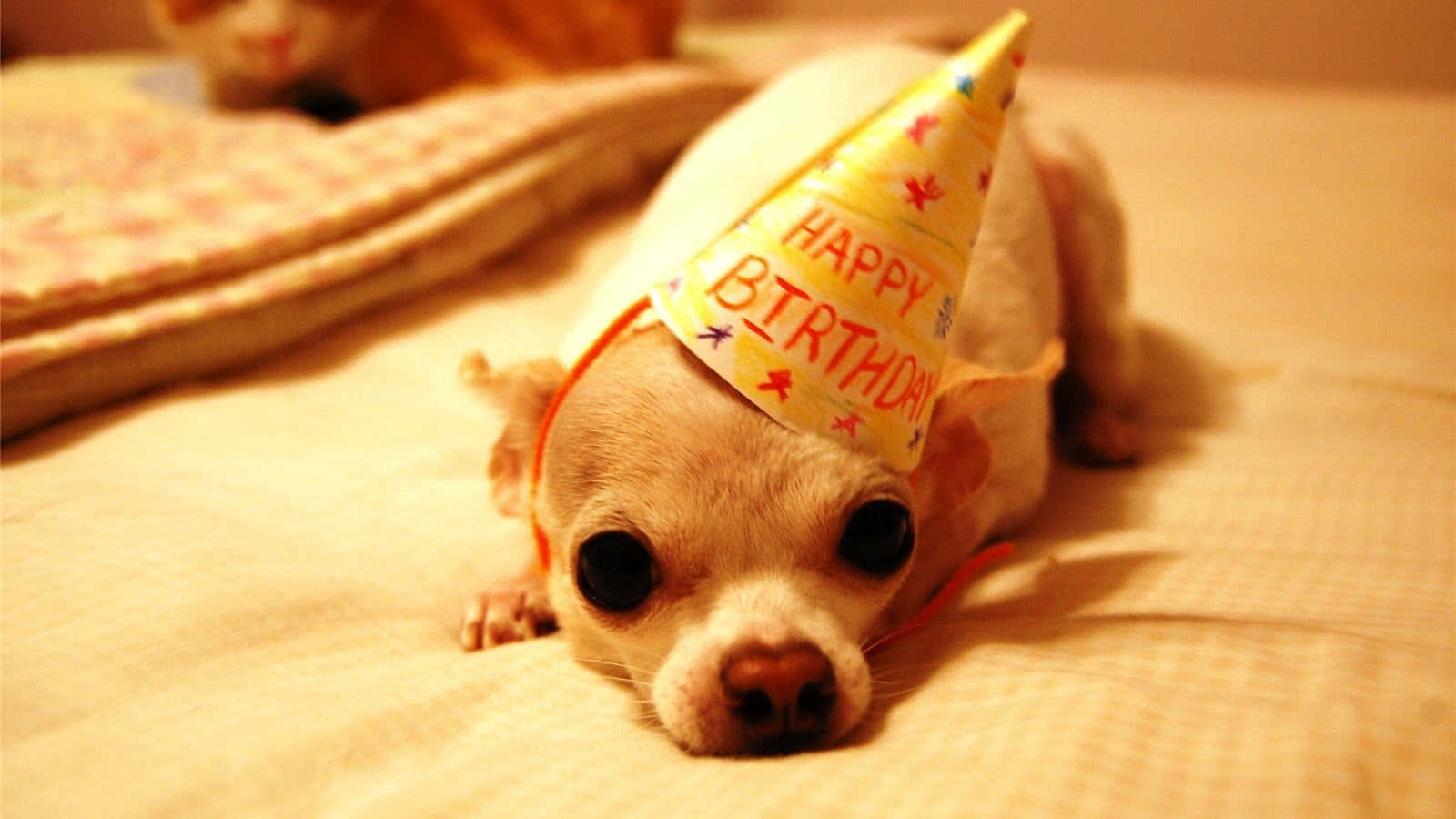 小狗 桌布 壁紙 — 一隻細小的吉娃娃戴著黃色生日帽，在柔軟的床上休息，伴隨著溫暖的金色燈光。