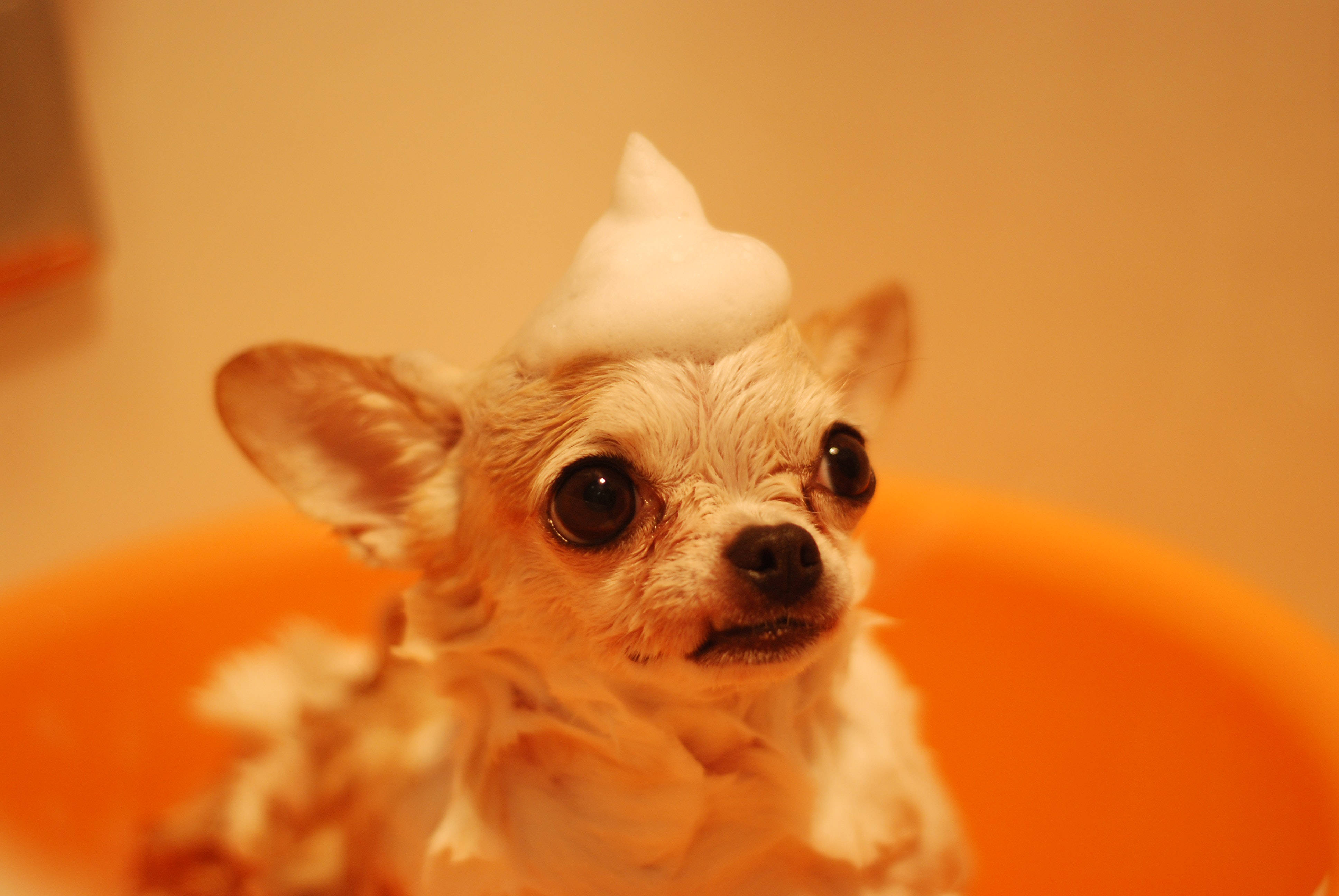 Chihuahua 桌布 壁紙 — 一隻細小的吉娃娃睜大眼睛坐在橙色浴缸中，溫暖燈光下一個完美的泡沫錐體放在牠的頭上。
