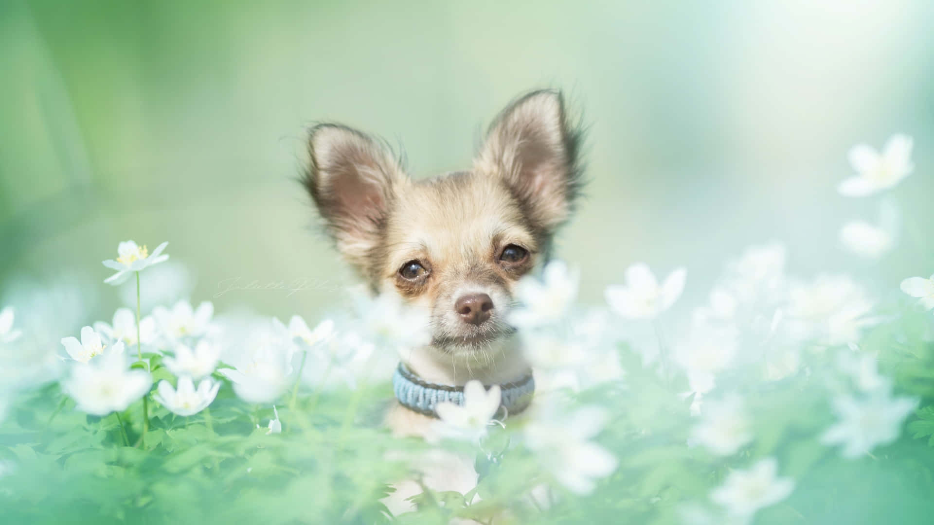 Chihuahua 桌布 壁紙 — 一隻細小的吉娃娃穿過一片白色花朵，在柔和的綠色草地上，沐浴在柔和的光線中。