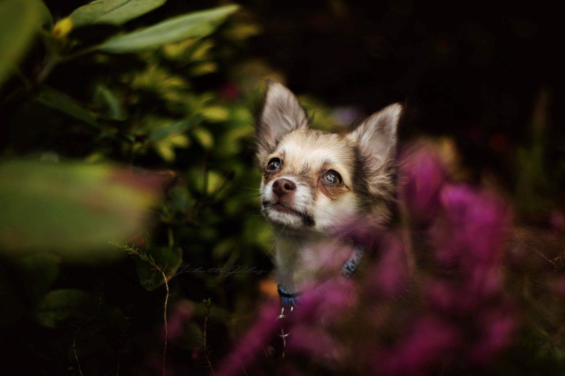 Chihuahua 桌布 壁紙 — 一隻細小的吉娃娃穿過模糊的綠色樹葉和紫色花朵，露出好奇的大眼睛。