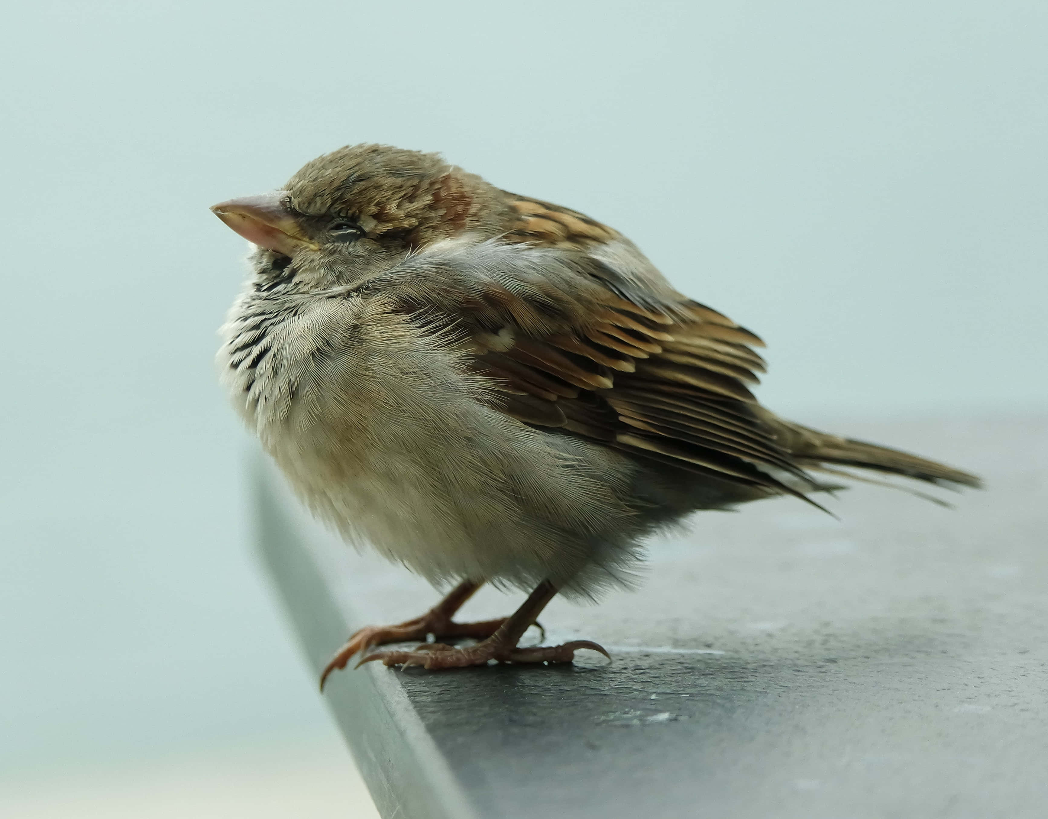 sparrow 桌布 壁紙 — 一隻細小的啡灰色麻雀平靜地棲息在灰色窗台上，背景是柔和的藍色。