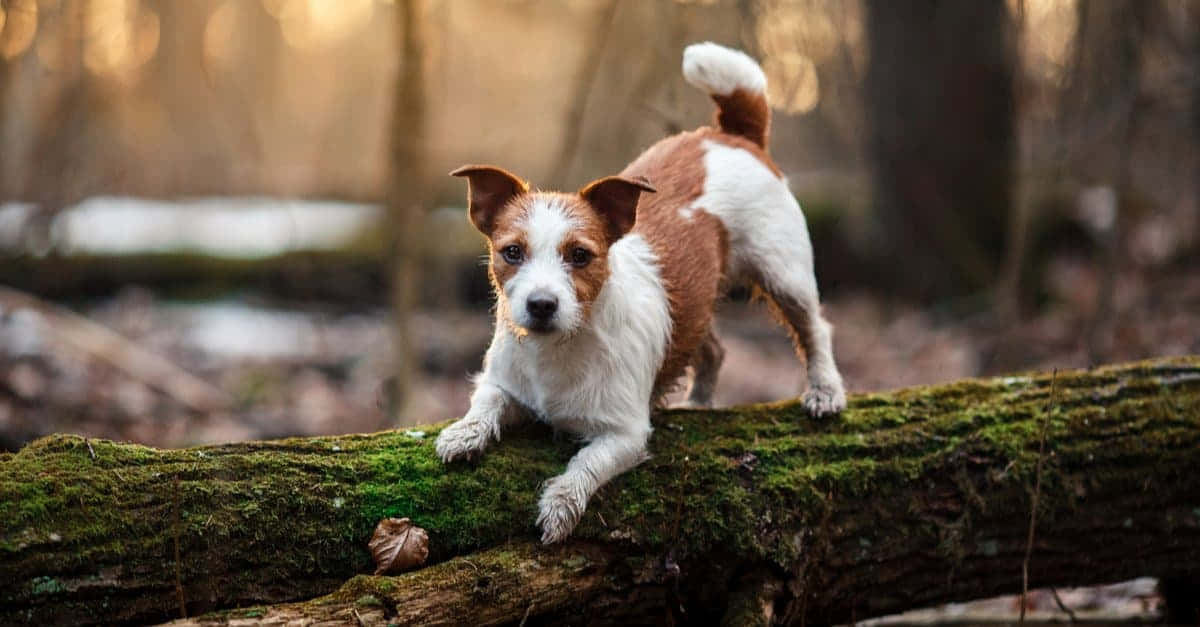 Terrier Dog 桌布 壁紙 — 一隻細小的啡白色狗警覺地站在陽光普照的森林中長滿苔蘚的木頭上，背景是柔和散景。