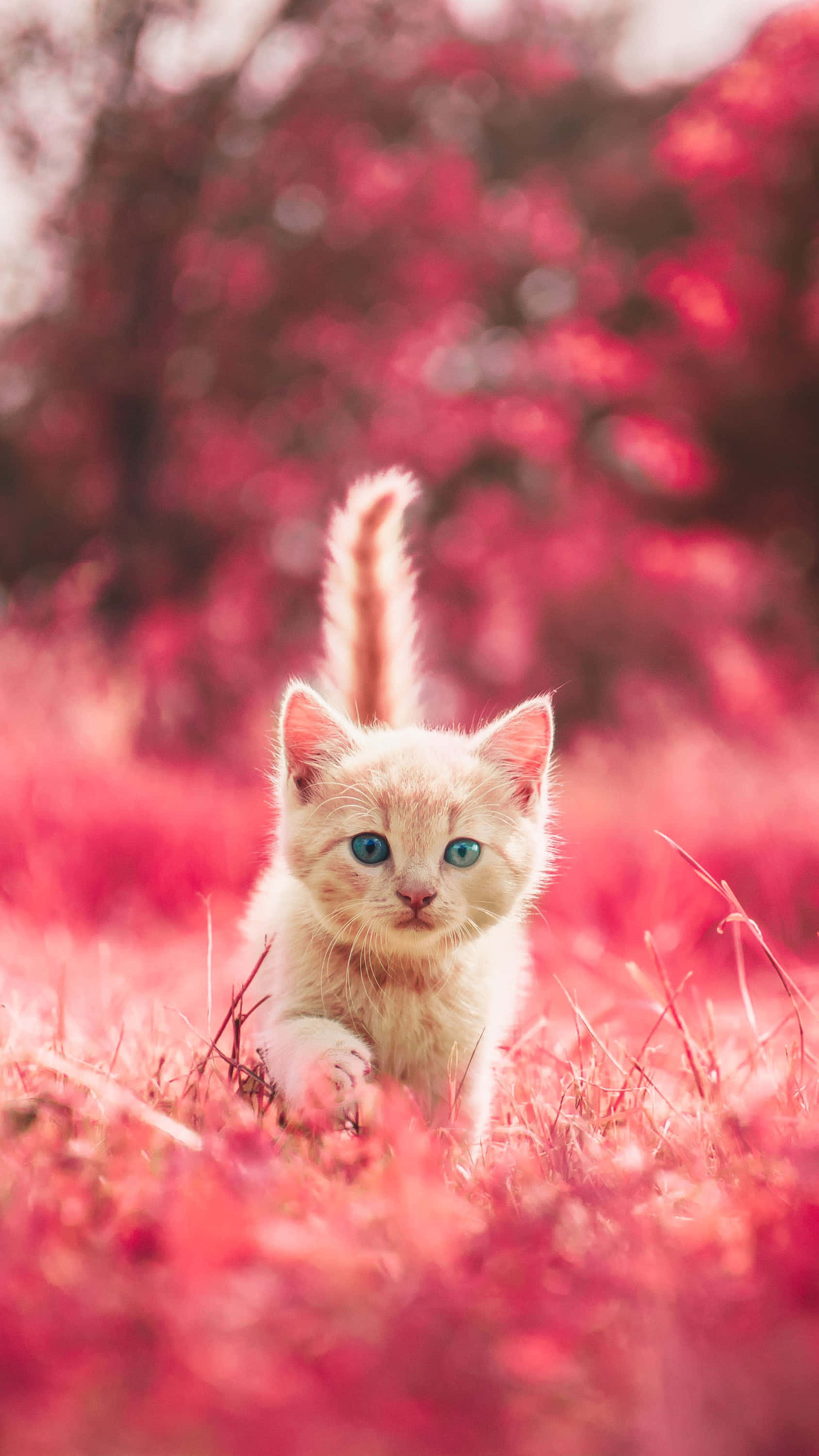 Kitten Cat 桌布 壁紙 — 一隻細小的奶油色小貓，擁有明亮的藍色眼睛，在鮮豔的粉紅色草地上警覺地站立，柔和日光下。