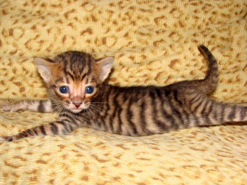 Toyger 桌布 壁紙 — 一隻細小的孟加拉貓，擁有引人注目的藍色眼睛和斑點皮毛，在黃色豹紋毯子上頑皮地伸展身體。