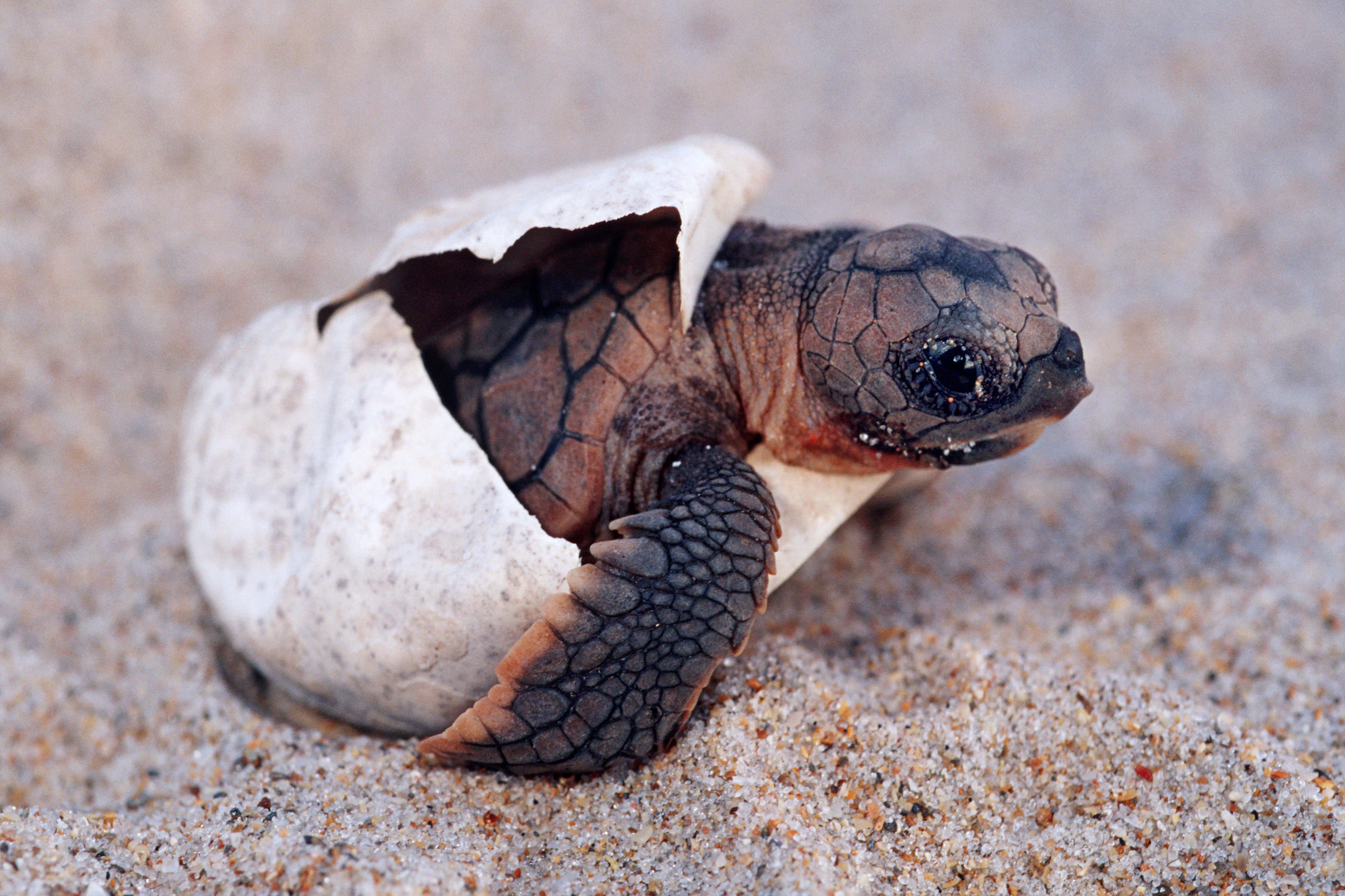 Turtle 桌布 壁紙 — 一隻細小的新生海龜從溫暖沙灘上破裂的蛋中鑽出來。