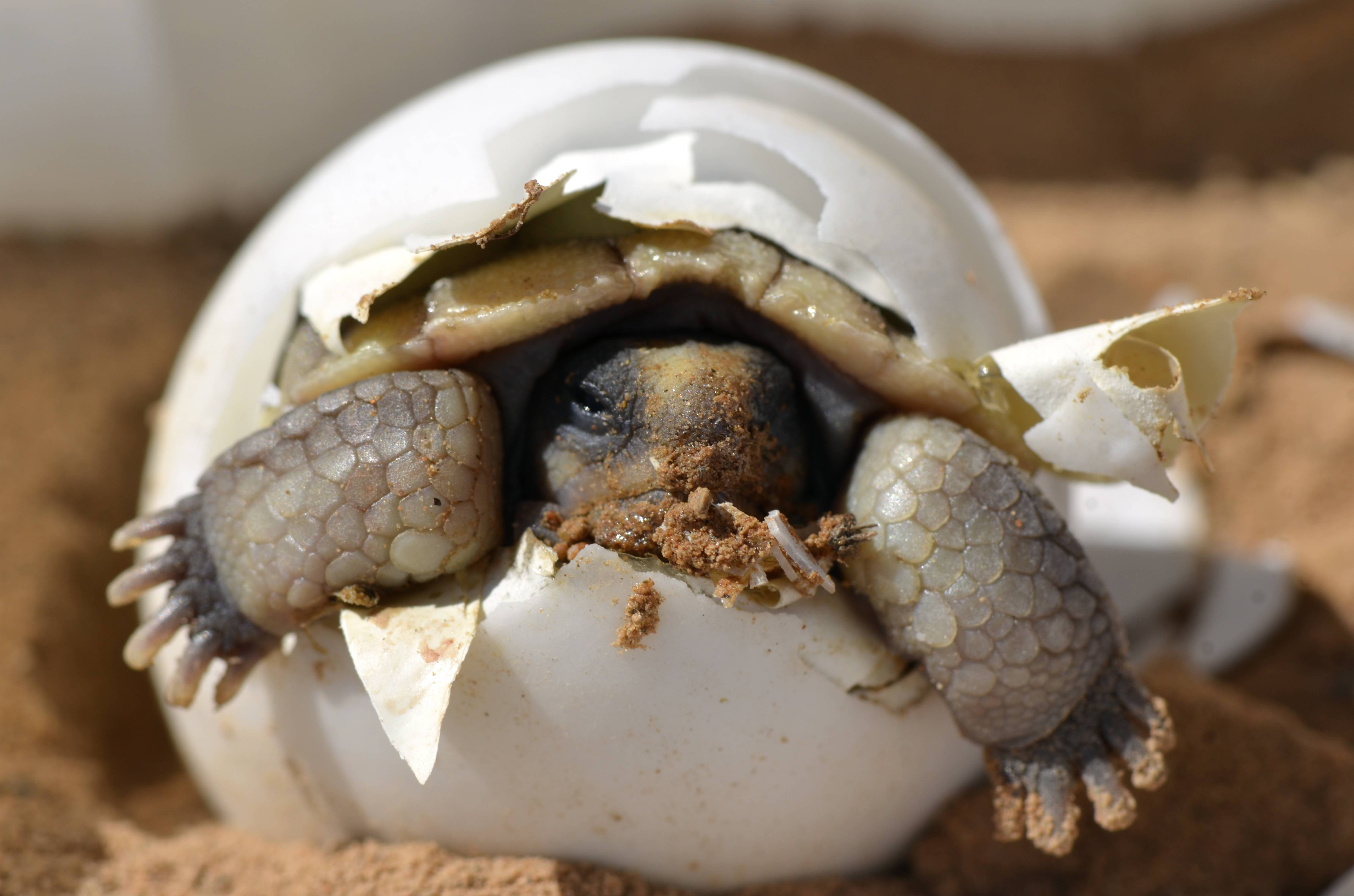 Turtle 桌布 壁紙 — 一隻細小的新生烏龜從破裂的蛋中出現，細小的爪子抓著蛋殼。