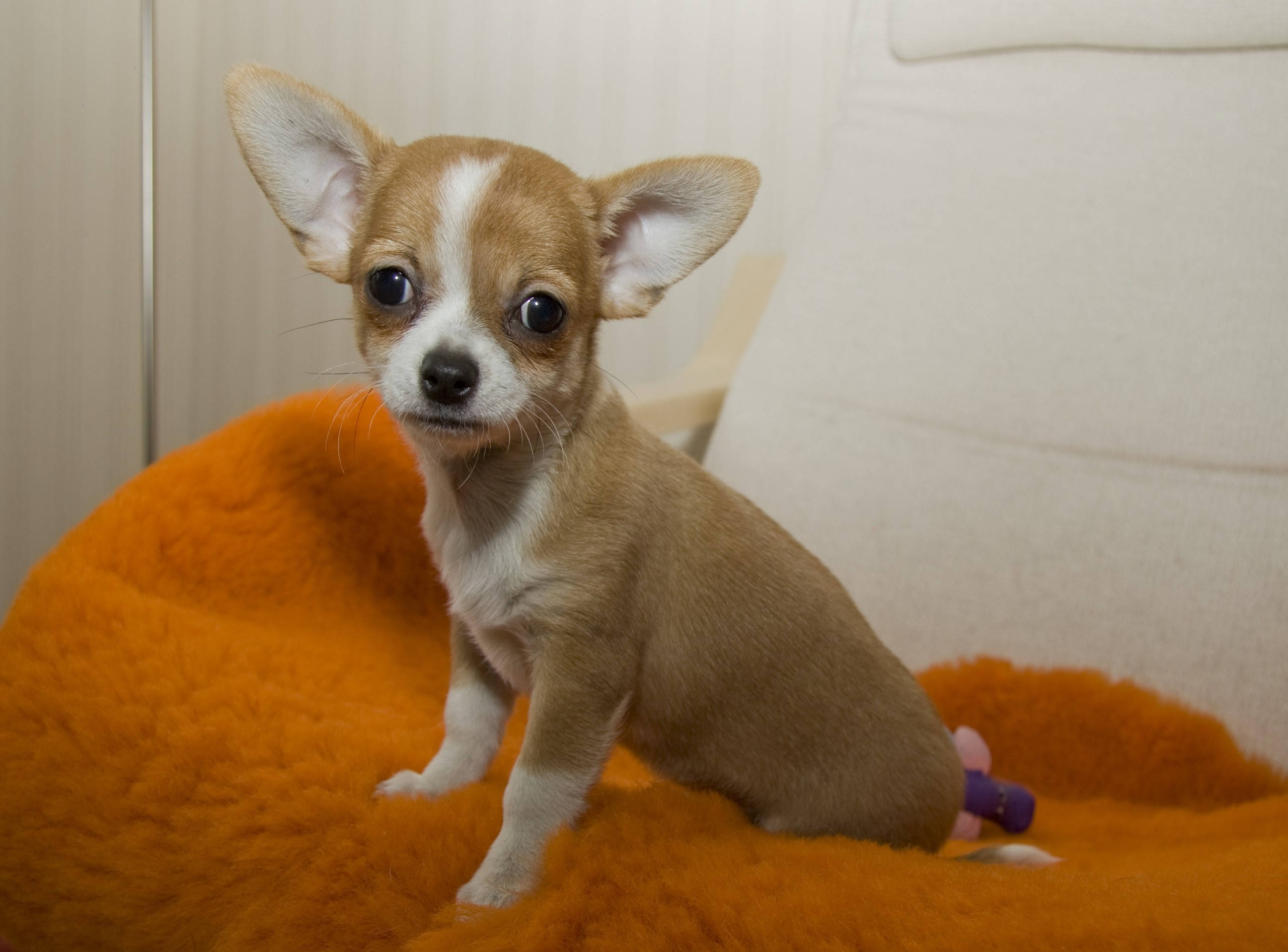Chihuahua 桌布 壁紙 — 一隻細小的棕白色吉娃娃幼犬，有著大大的黑色眼睛，警覺地坐在一個蓬鬆的橙色靠墊上。