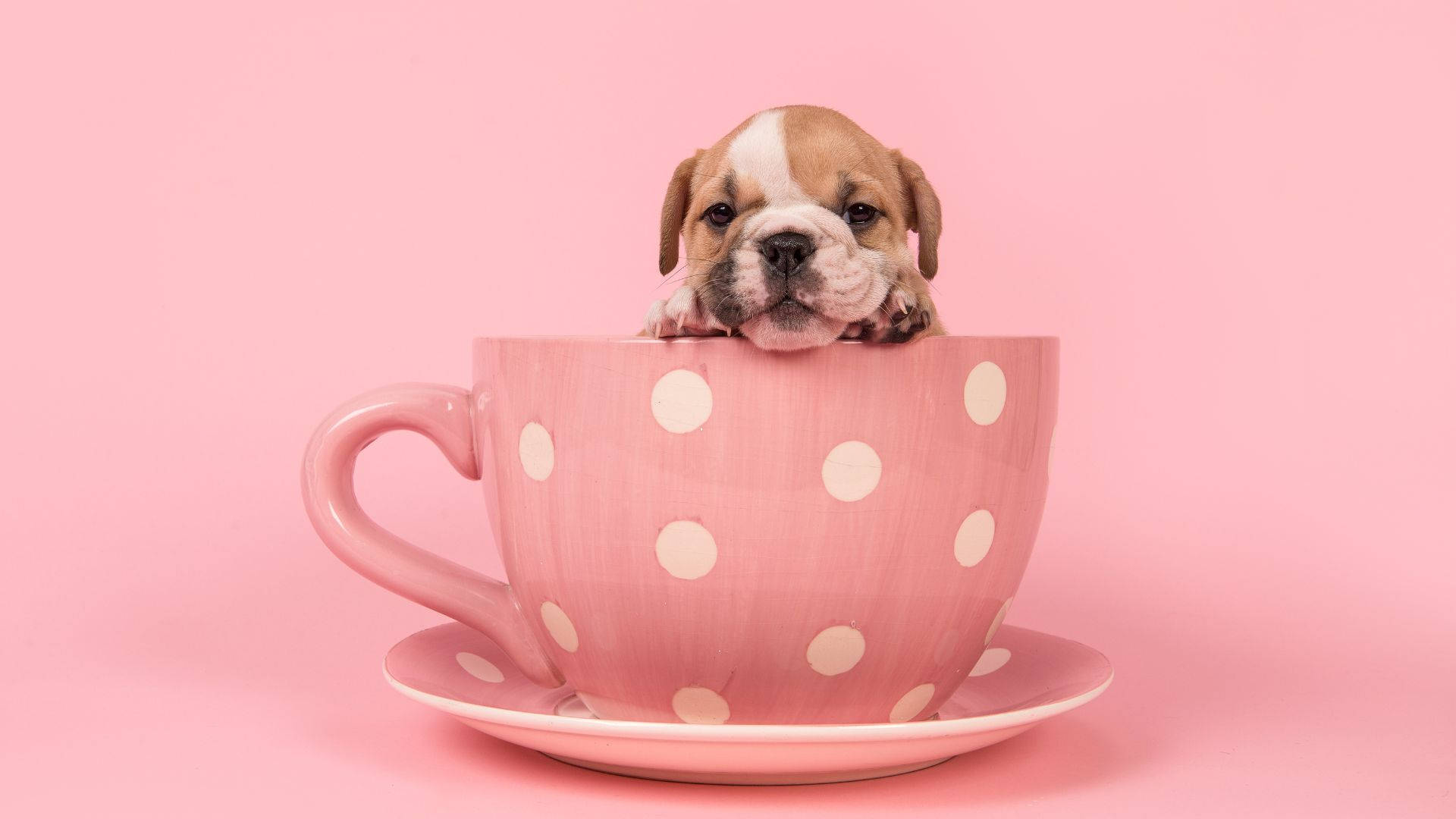 English Bulldog 桌布 壁紙 — 一隻細小的棕白色小狗從粉紅色圓點茶杯的邊緣探出頭來，茶杯放在相配的茶碟上，背景是柔和的粉紅色。