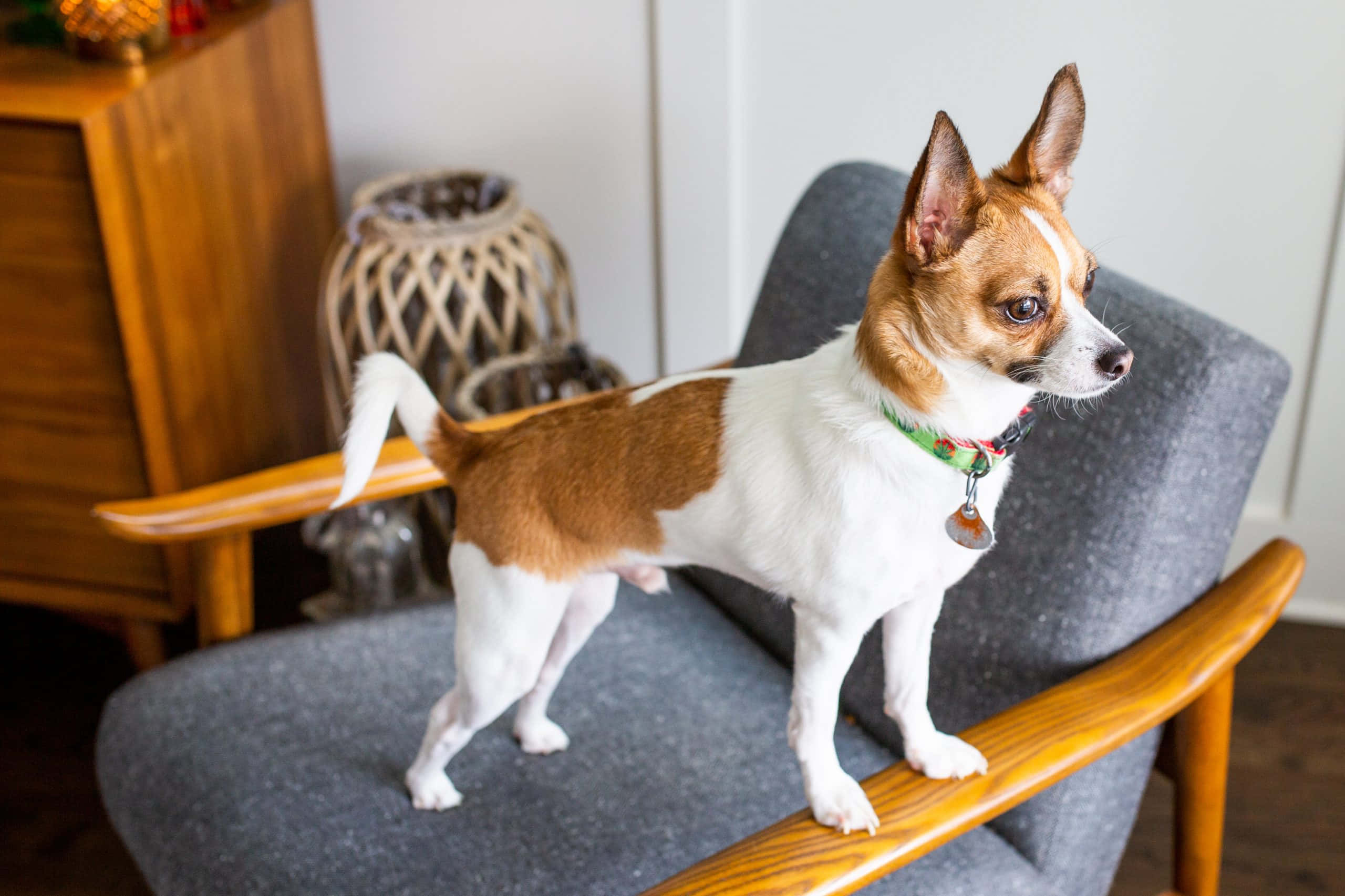 Chihuahua 桌布 壁紙 — 一隻細小的棕白色狗警覺地站在一張灰色軟墊木扶手椅上，處於舒適的室內環境中。