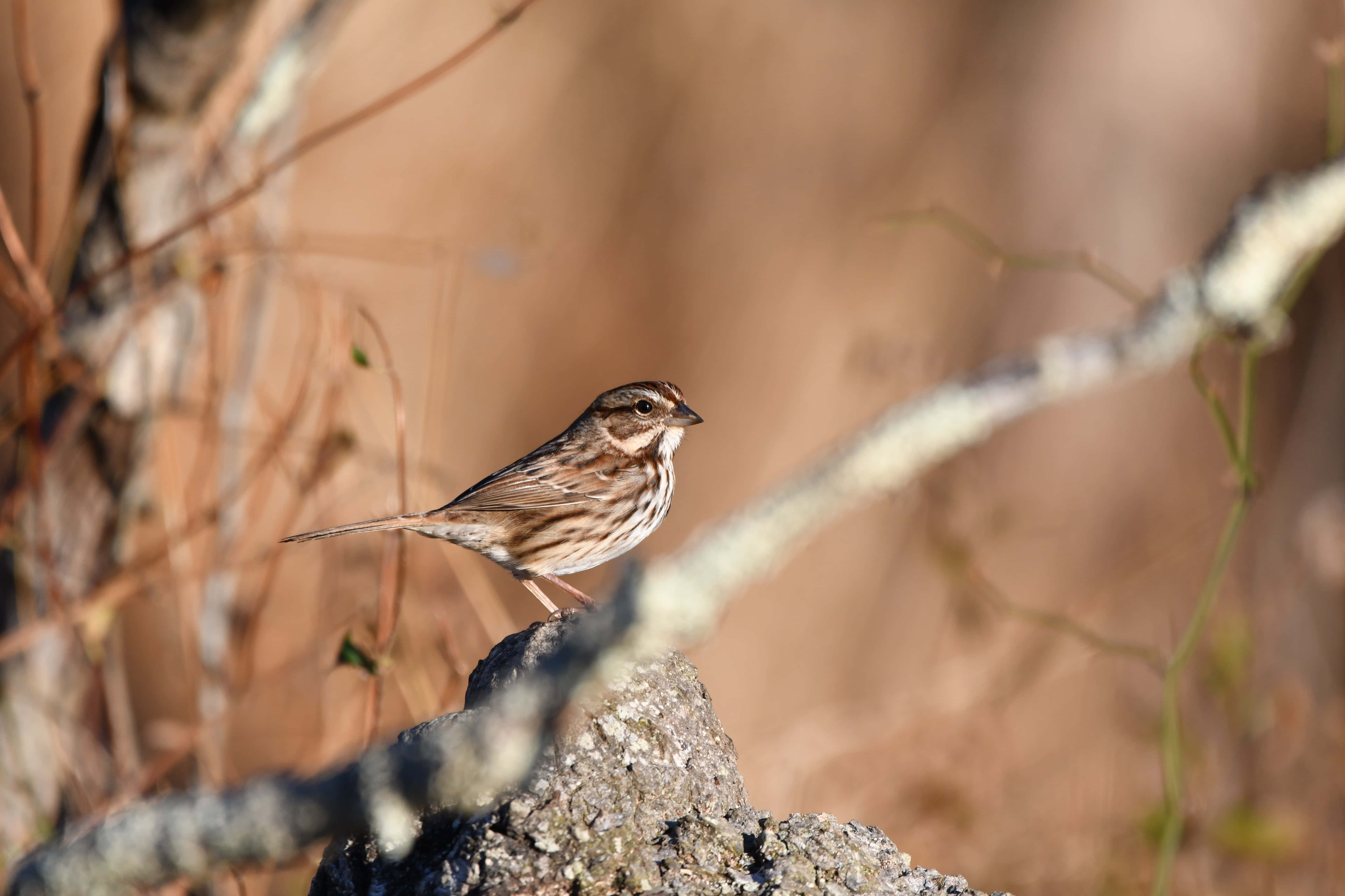 sparrow 桌布 壁紙 — 一隻細小的棕白色鳥警覺地棲息在長滿苔蘚的石頭上，周圍是乾枯的樹枝和柔和的金色光線。