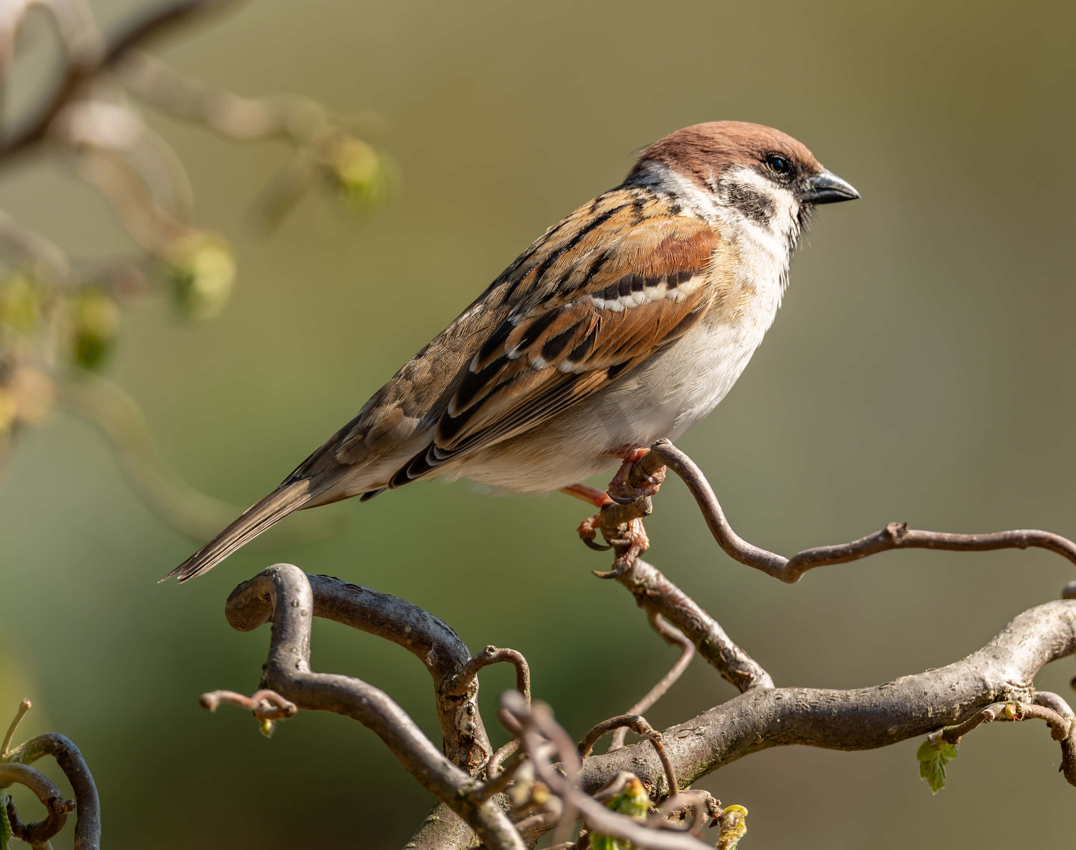 sparrow 桌布 壁紙 — 一隻細小的棕白色麻雀棲息在長滿嫩綠葉子的多節樹枝上，背景柔和模糊。