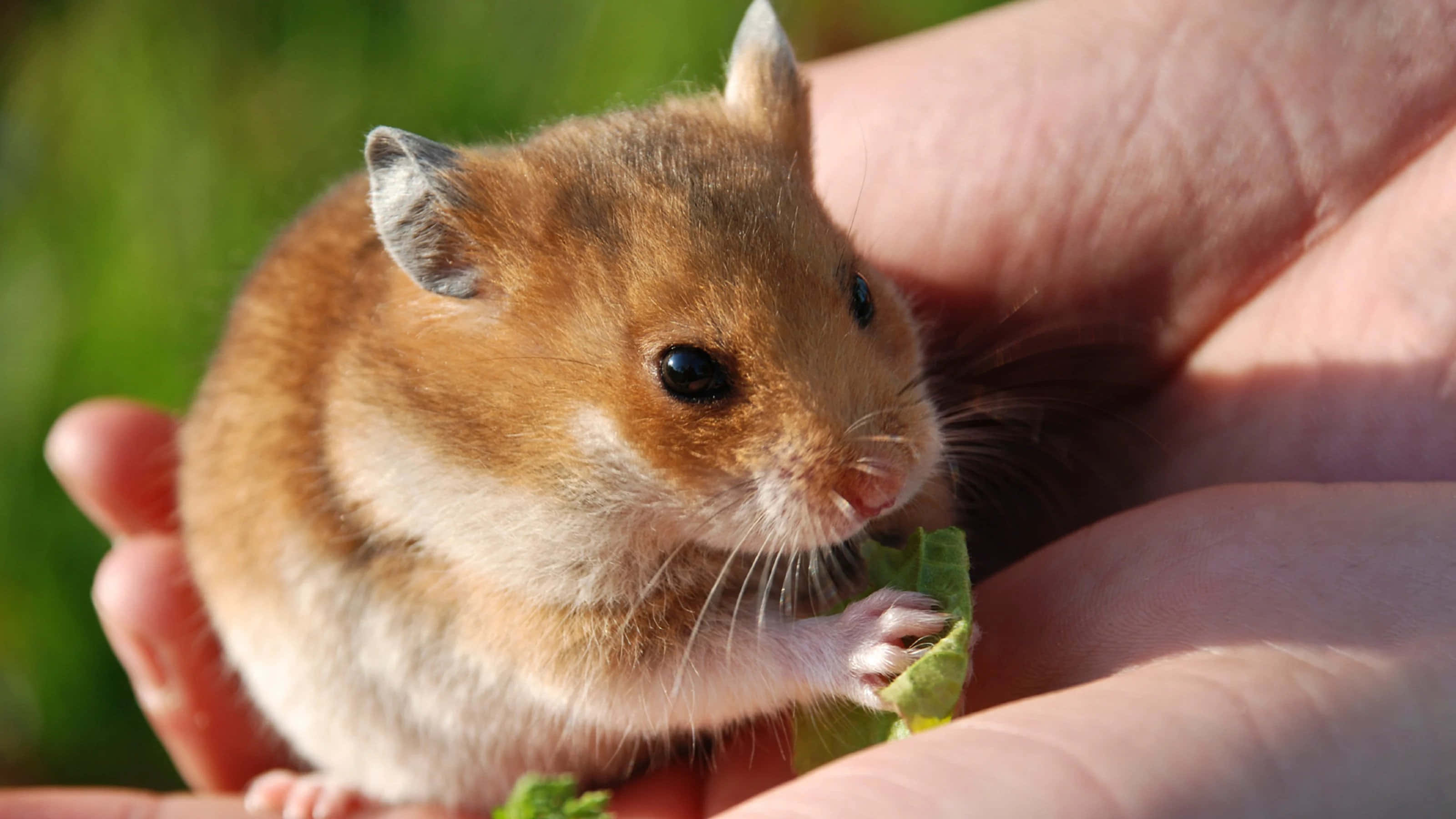 Hamster 桌布 壁紙 — 一隻細小的棕色倉鼠輕輕咬著一片綠葉，葉子被溫柔地捧在人類手中，背景是模糊的草地。