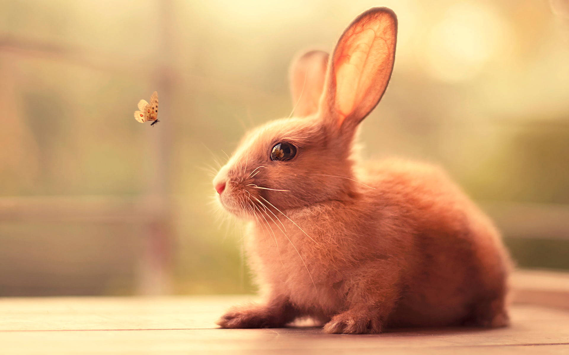 Cute Bunny 桌布 壁紙 — 一隻細小的棕色兔子靜靜地坐在木質表面上，一隻精緻的蝴蝶在溫暖的金色光芒中在附近盤旋。