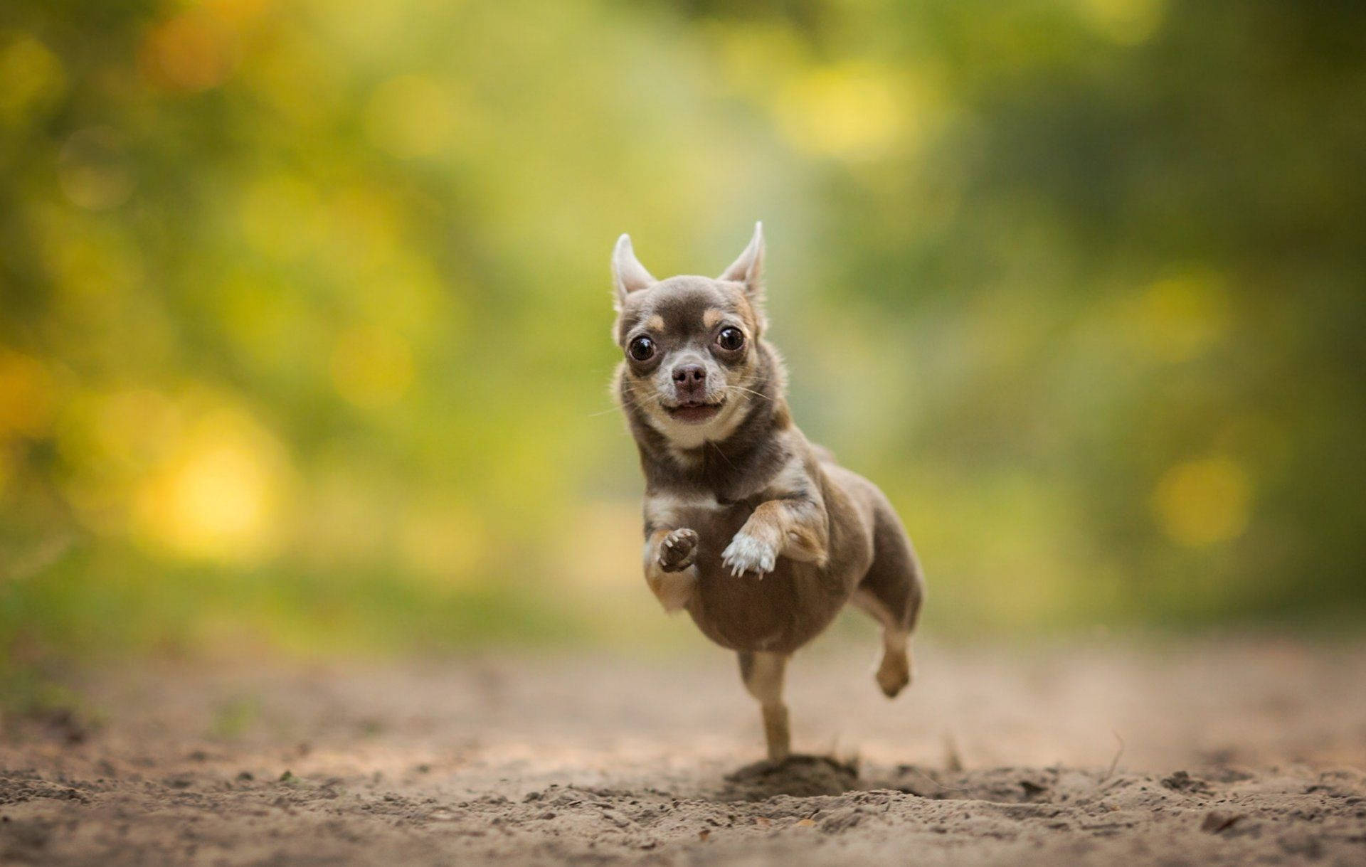 Chihuahua 桌布 壁紙 — 一隻細小的棕色吉娃娃在泥路上快樂地向前跳躍，背景是柔和的綠色散景。