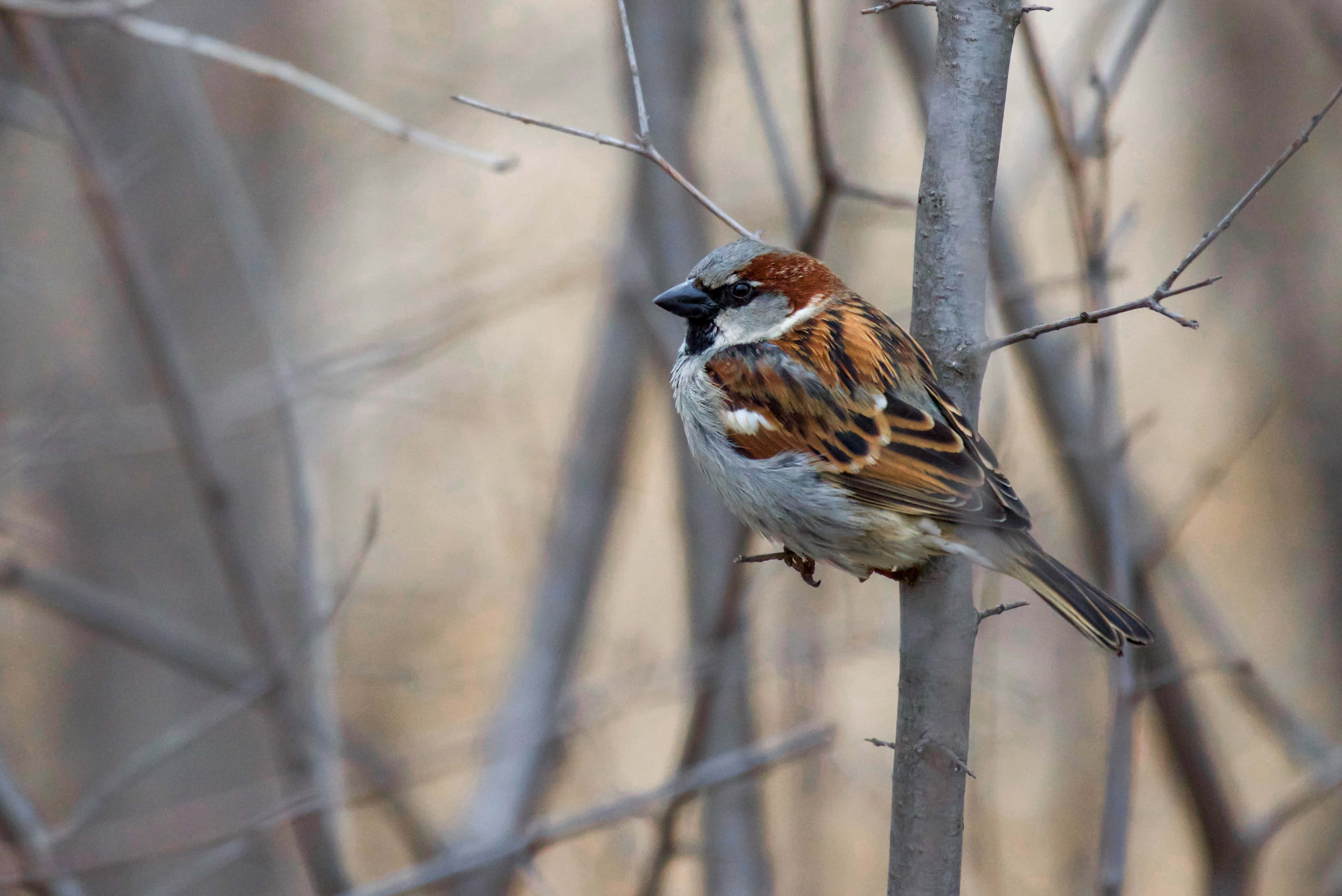 sparrow 桌布 壁紙 — 一隻細小的棕色和灰色麻雀棲息在光禿禿的樹枝上，背景是冬日樹枝的柔和模糊效果。