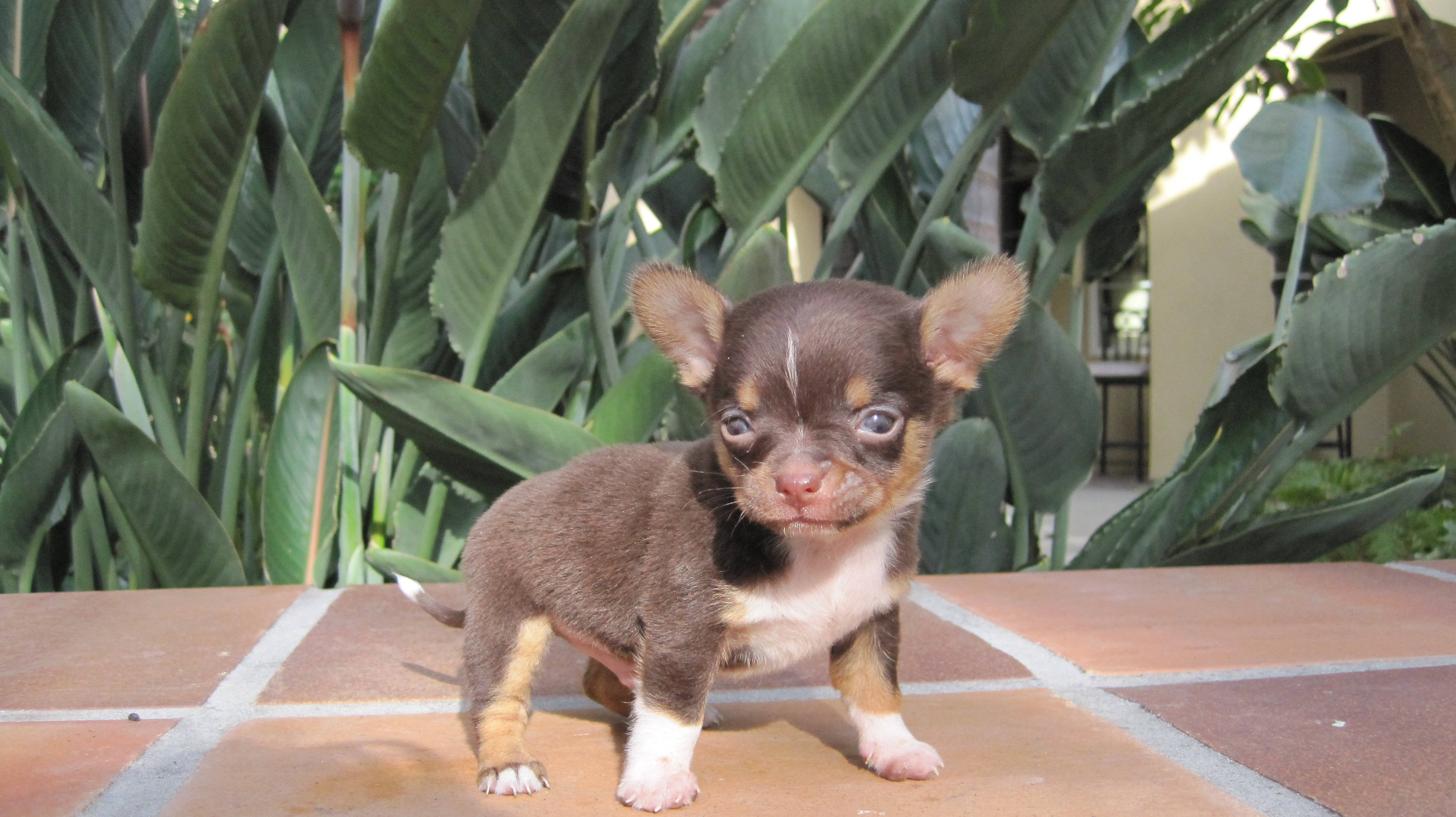 Chihuahua 桌布 壁紙 — 一隻細小的棕色和白色吉娃娃小狗，有著大大的藍色眼睛，站在陶土磚露台上，周圍是茂盛的綠色熱帶植物。