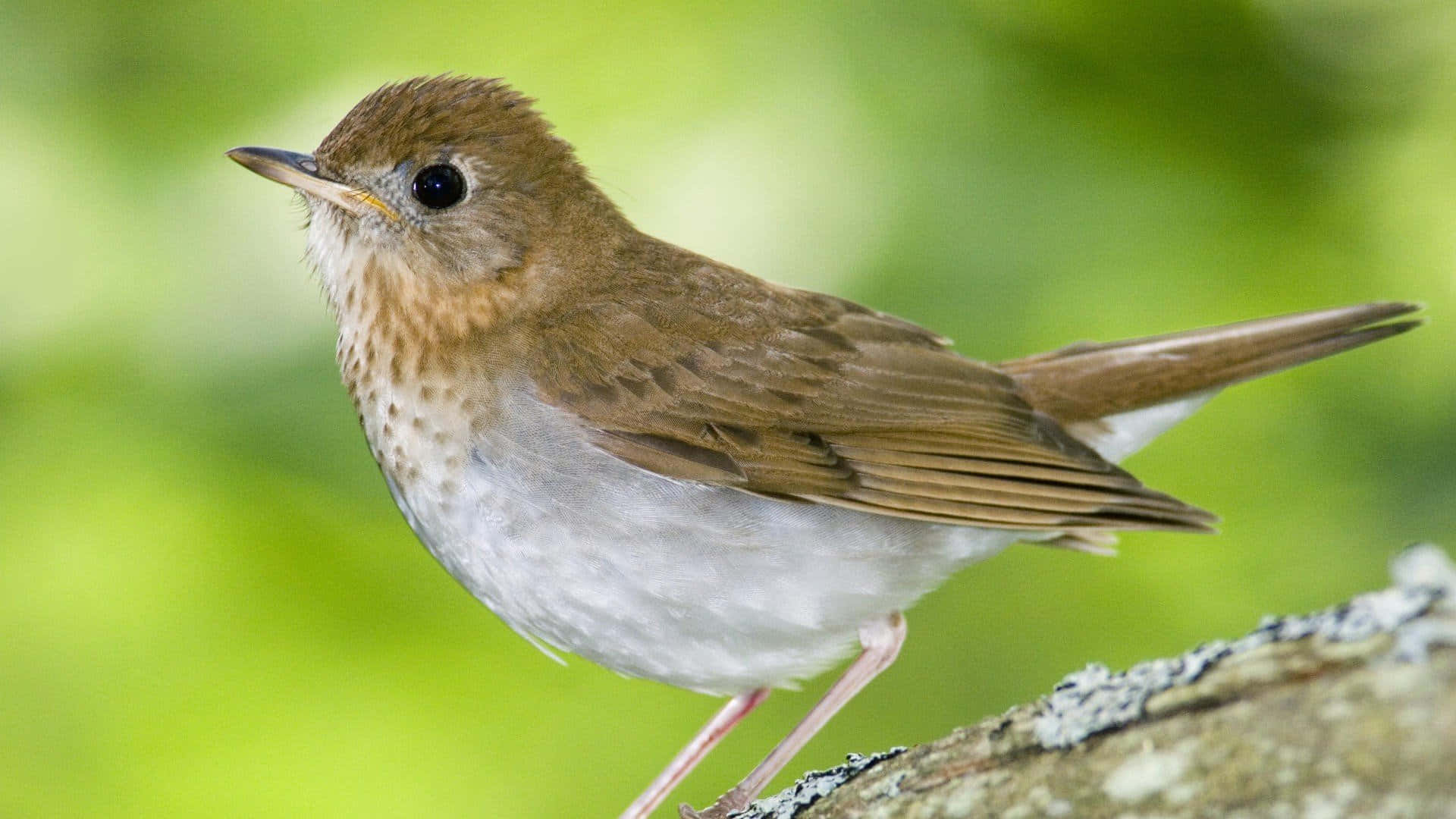 Bird iPhone 桌布 壁紙 — 一隻細小的棕色和白色小鳥警覺地棲息在長滿苔蘚的樹枝上，背景是柔和的綠色模糊背景。