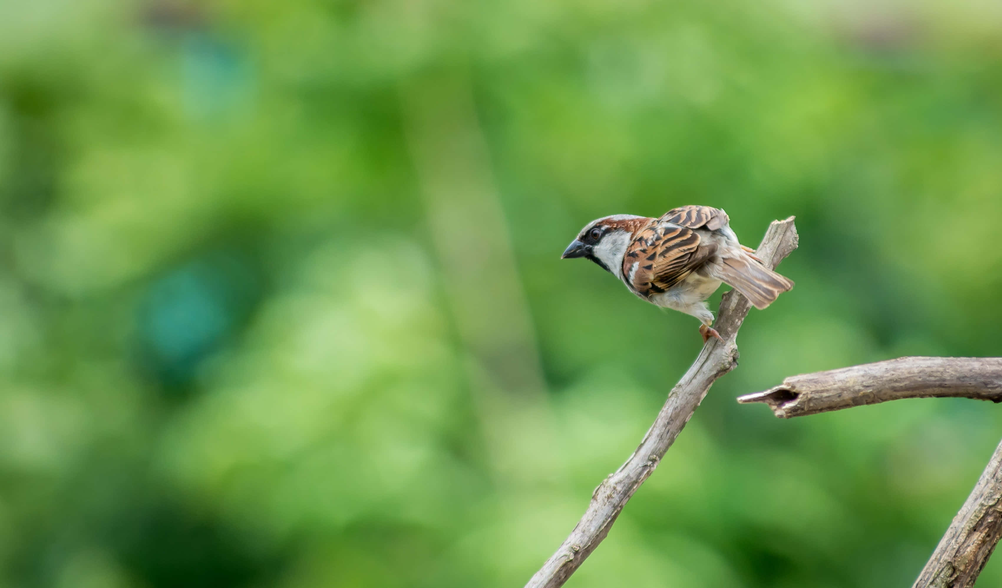 sparrow 桌布 壁紙 — 一隻細小的棕色和白色麻雀警覺地棲息在一根風化的樹枝上，背景是柔和的綠色模糊樹葉。