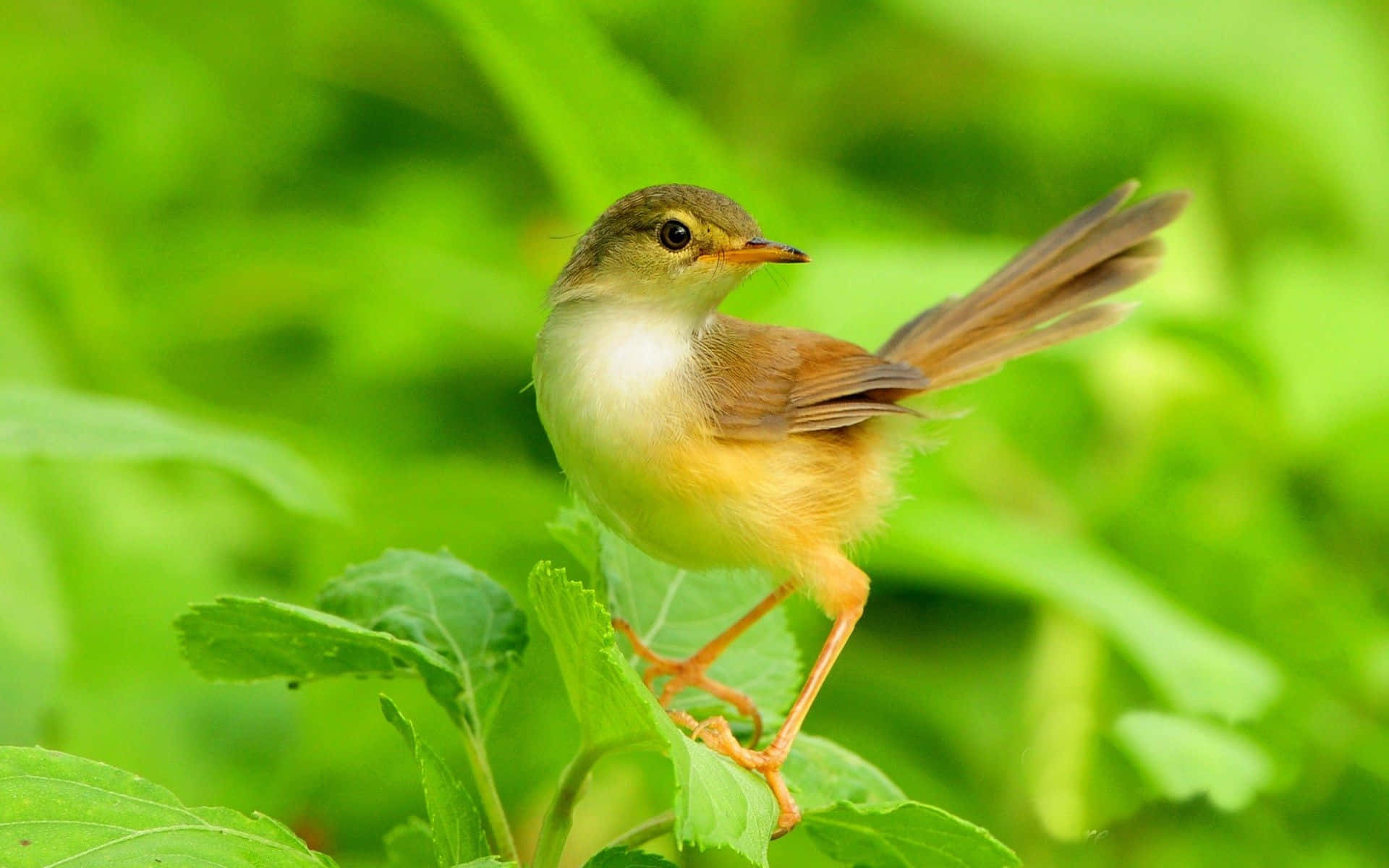 Cute Bird 桌布 壁紙 — 一隻細小的棕色和黃色鳥兒優雅地棲息在一片鮮綠色的葉子上，背景是模糊的樹葉。