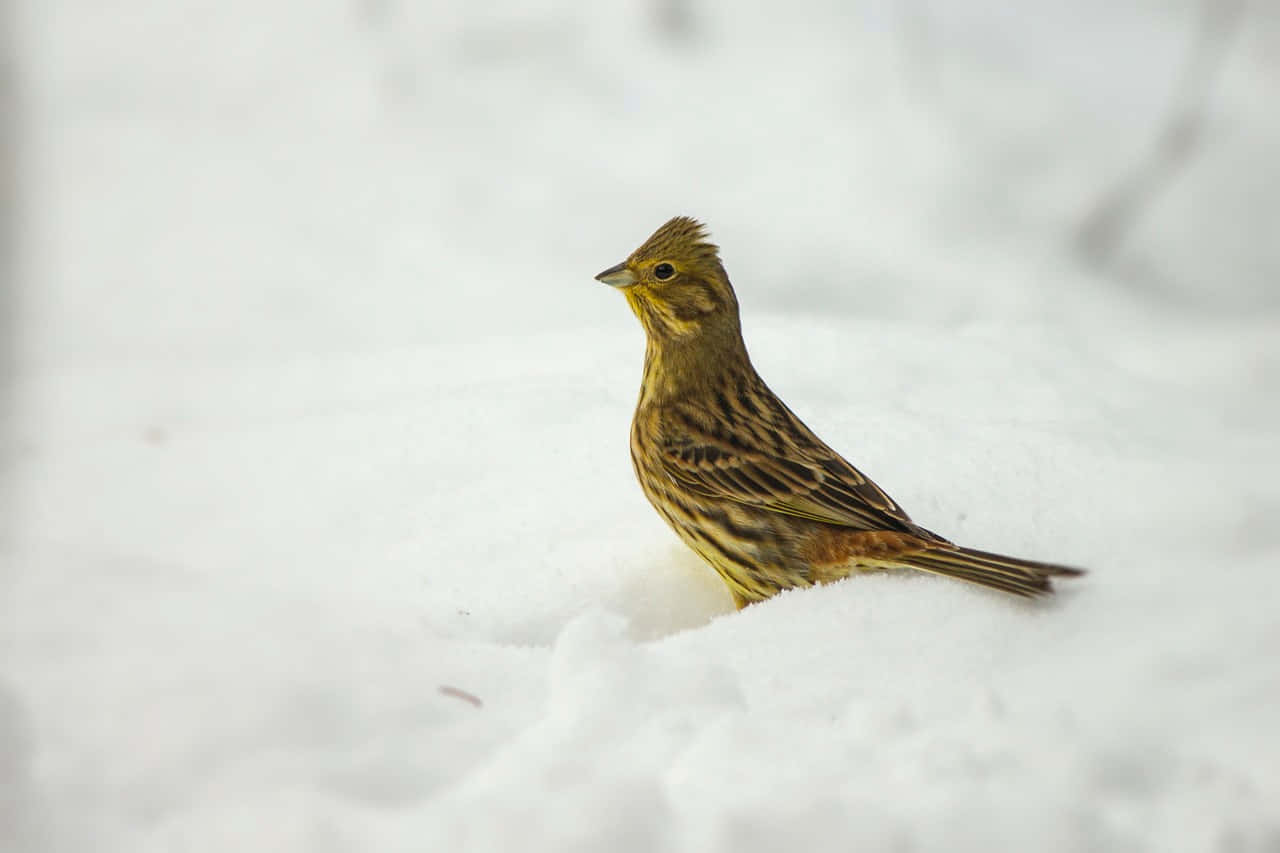 Yellowhammer 桌布 壁紙 — 一隻細小的棕色和黃色鳥兒在柔軟的雪毯上警覺地站立，背景是模糊的冬日景色。