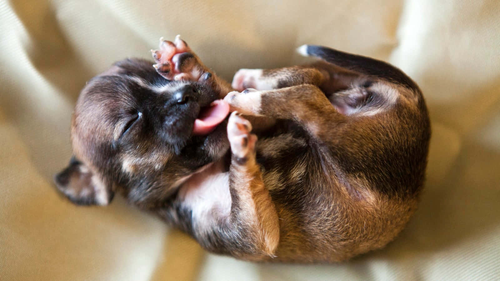 Puppies 桌布 壁紙 — 一隻細小的棕色小狗蜷縮在柔軟的米色布料上，張大嘴巴打哈欠，爪子抬起，擺出睡眼惺忪的可愛姿勢。