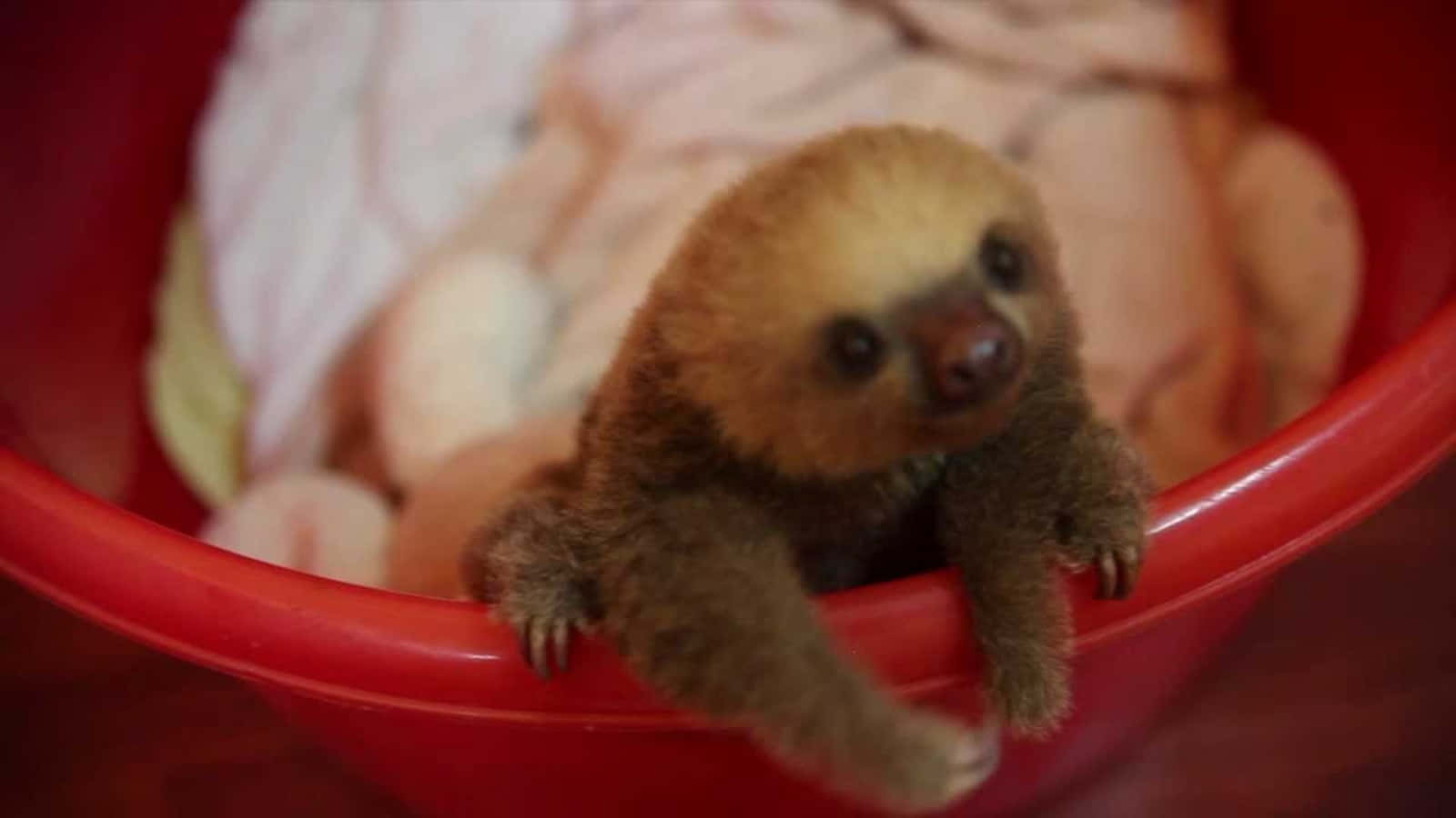 動物 桌布 壁紙 — 一隻細小的棕色樹懶好奇地從一個裝滿柔軟毛毯的亮紅色塑膠碗邊緣探出頭來。