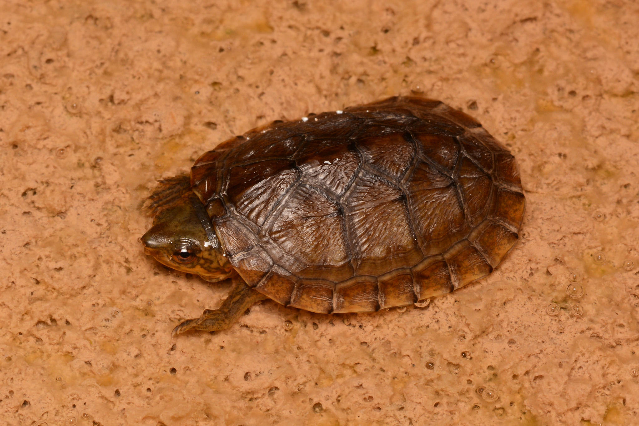 Turtle 桌布 壁紙 — 一隻細小的棕色烏龜，帶有精細的龜殼，在潮濕有紋理的泥土上休息。