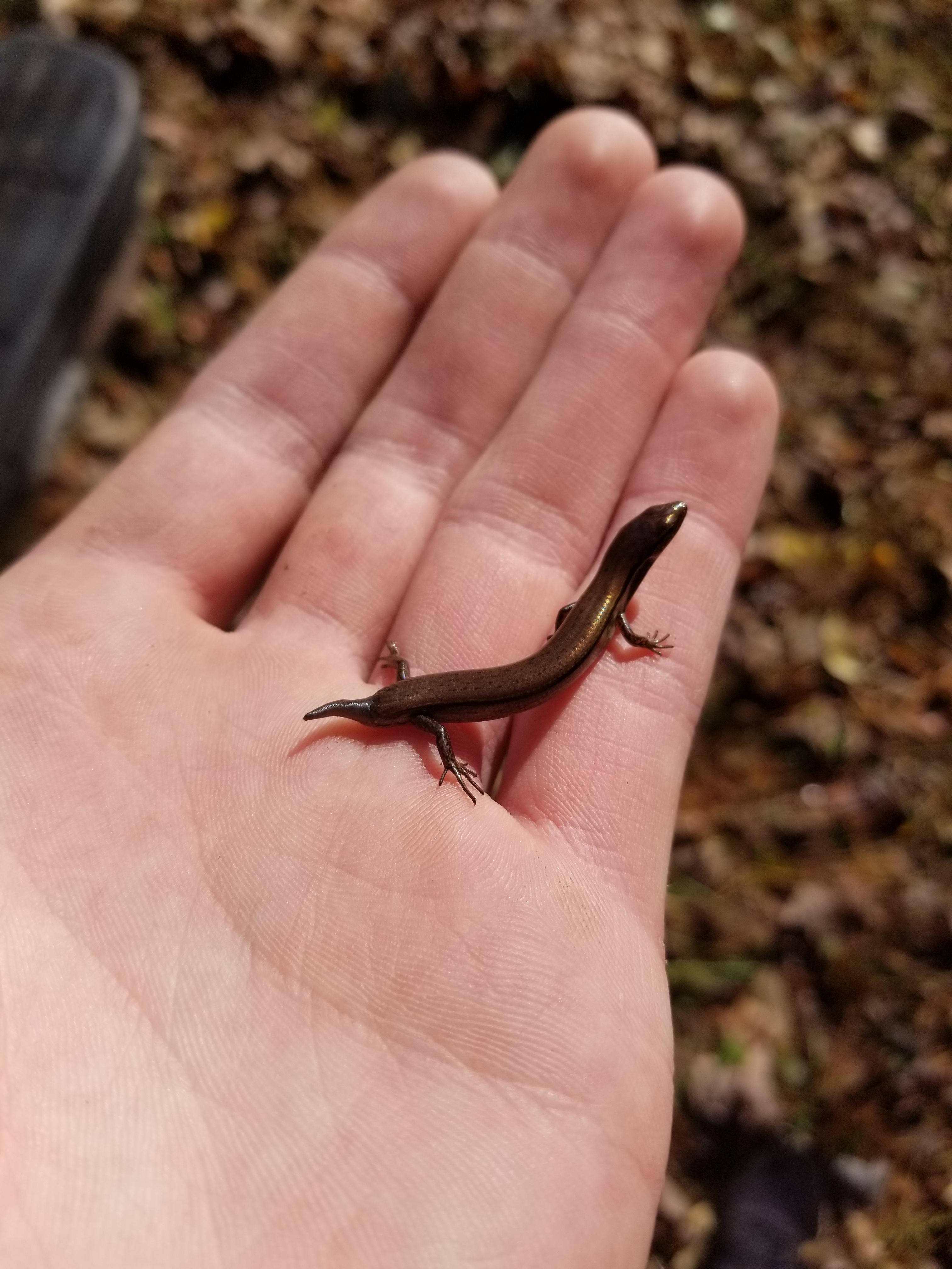 reptile 桌布 壁紙 — 一隻細小的棕色石龍子安詳地躺在伸出的手掌上，背景是秋天的落葉。