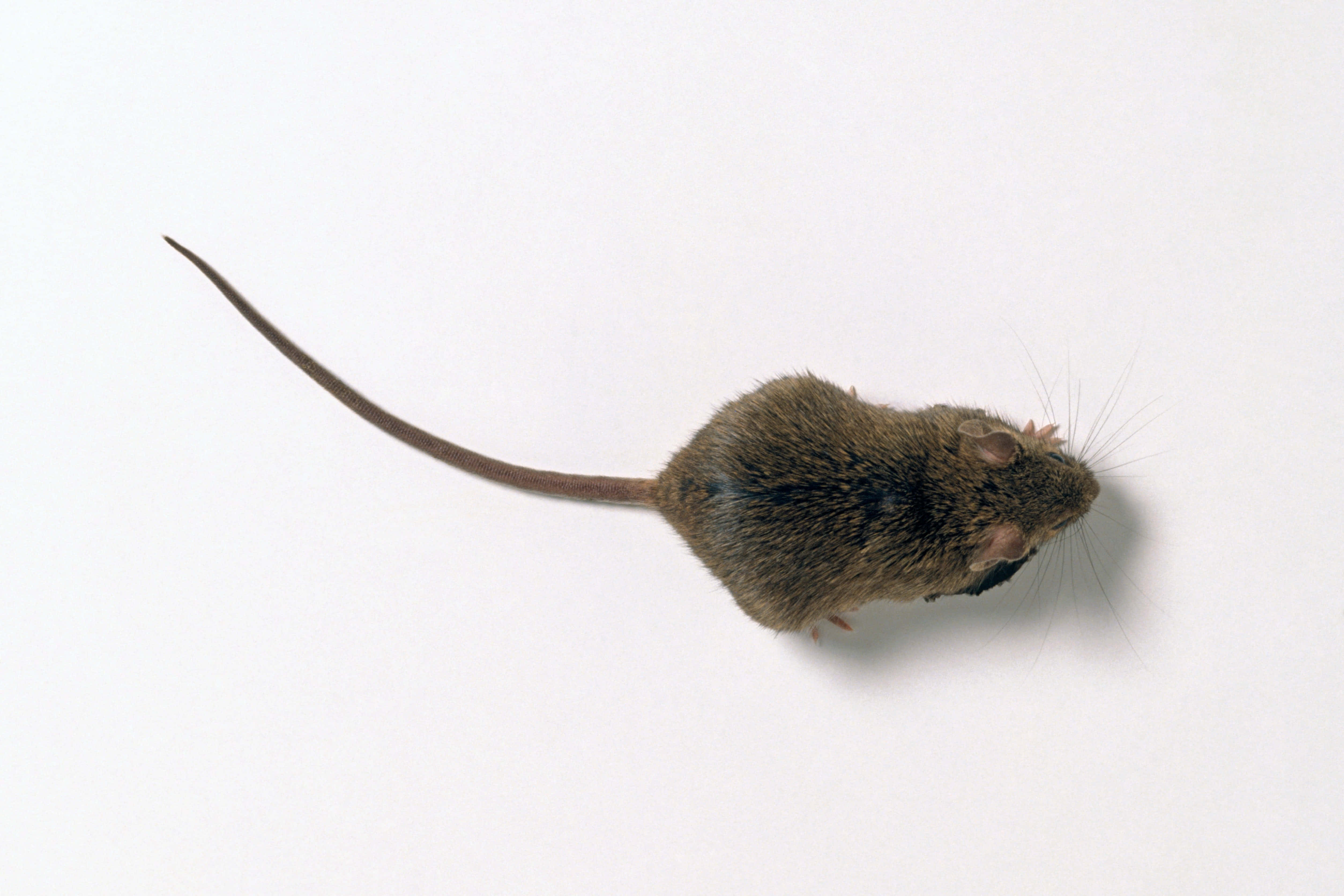 Mouse 桌布 壁紙 — 一隻細小的棕色老鼠，長尾巴和鬍鬚，警覺地站在純白色表面上。