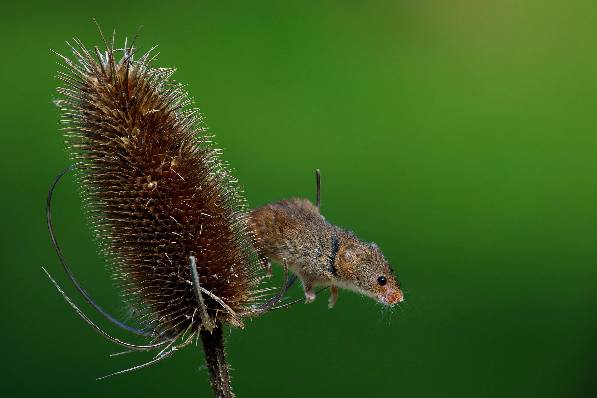 Mouse 桌布 壁紙 — 一隻細小的棕色老鼠優雅地棲息在一株帶刺的乾燥植物上，背景是柔和的綠色。