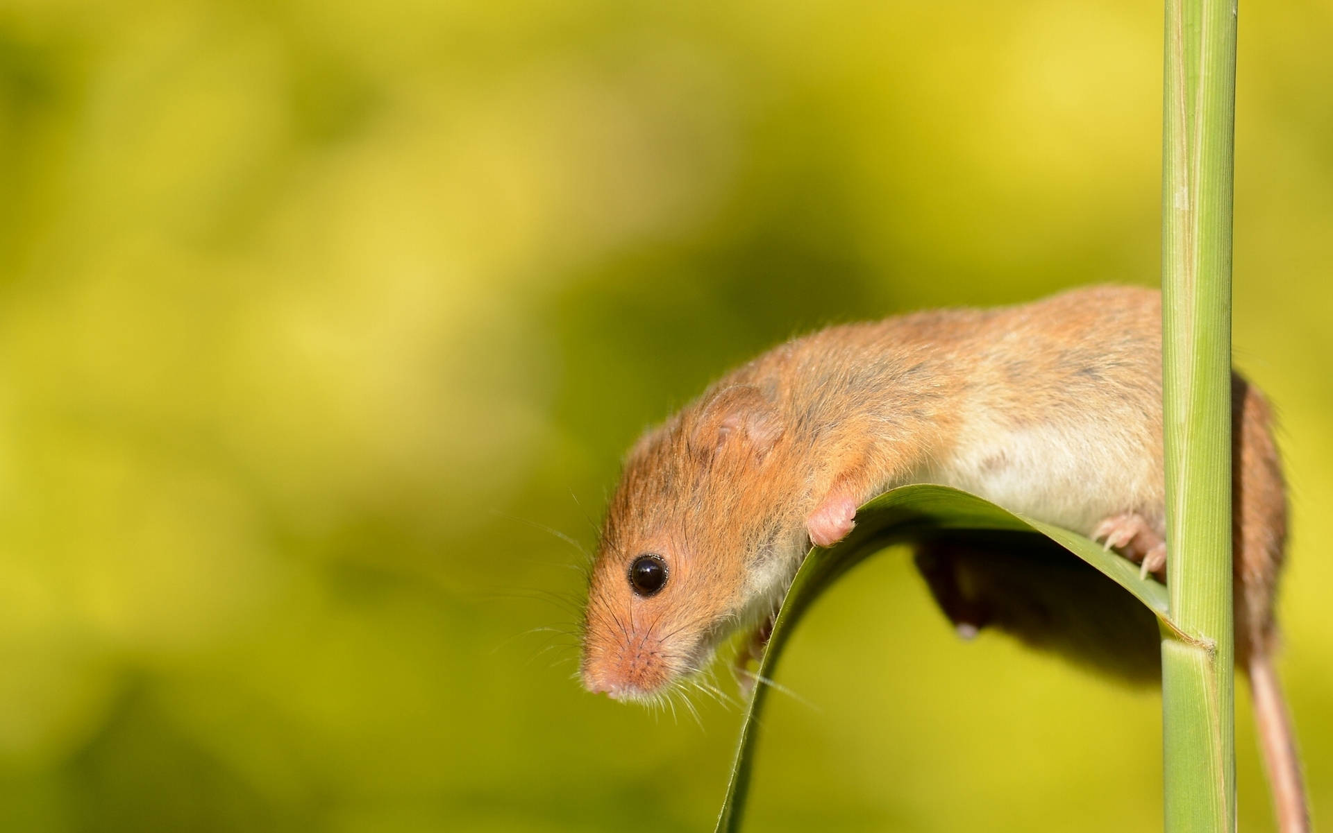 Mouse 桌布 壁紙 — 一隻細小的棕色老鼠優雅地棲息在一片彎曲的綠葉上，背景是柔和的黃綠色模糊效果。