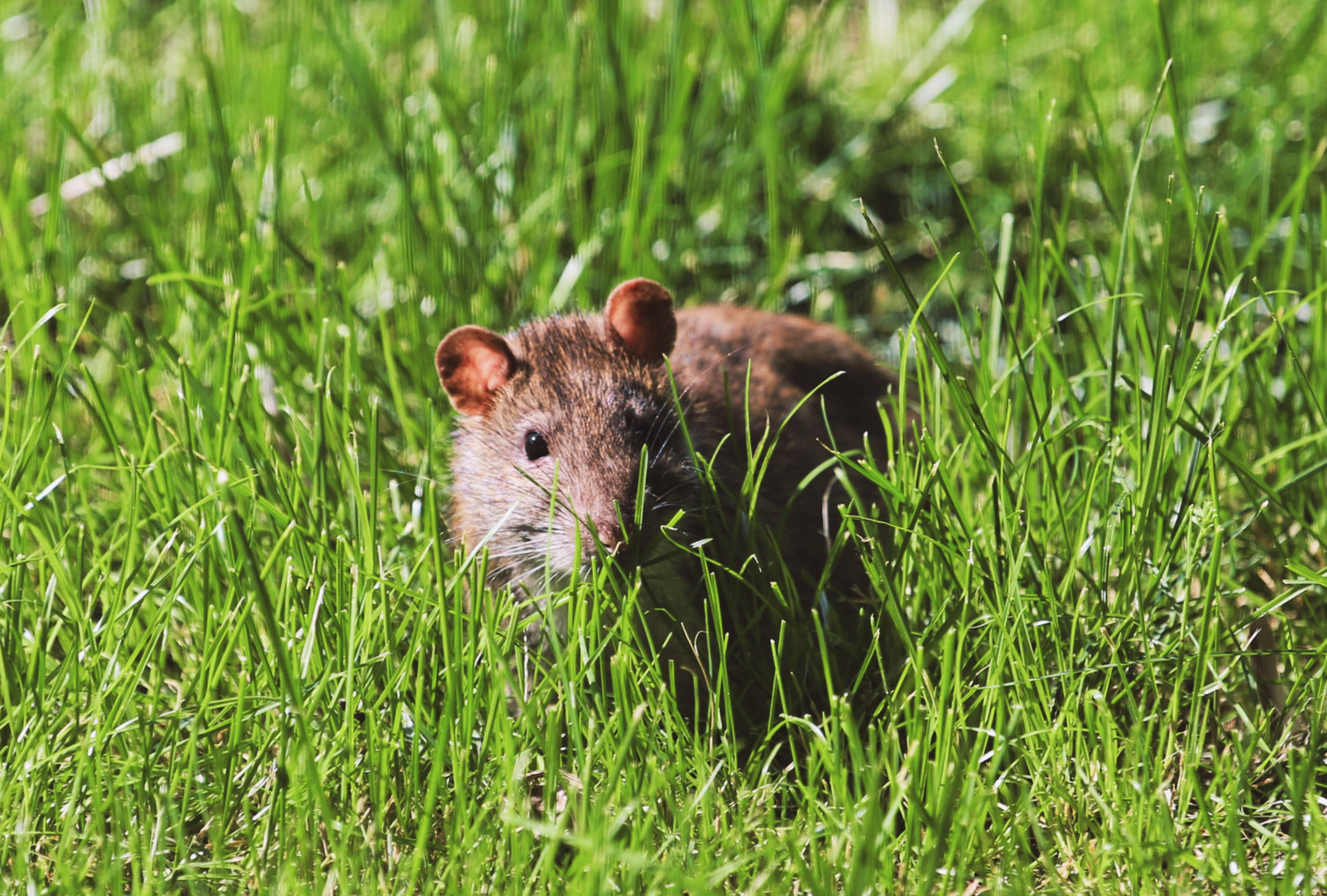 Mouse 桌布 壁紙 — 一隻細小的棕色老鼠在明亮的陽光下，好奇地從充滿活力的綠草中探出頭來。