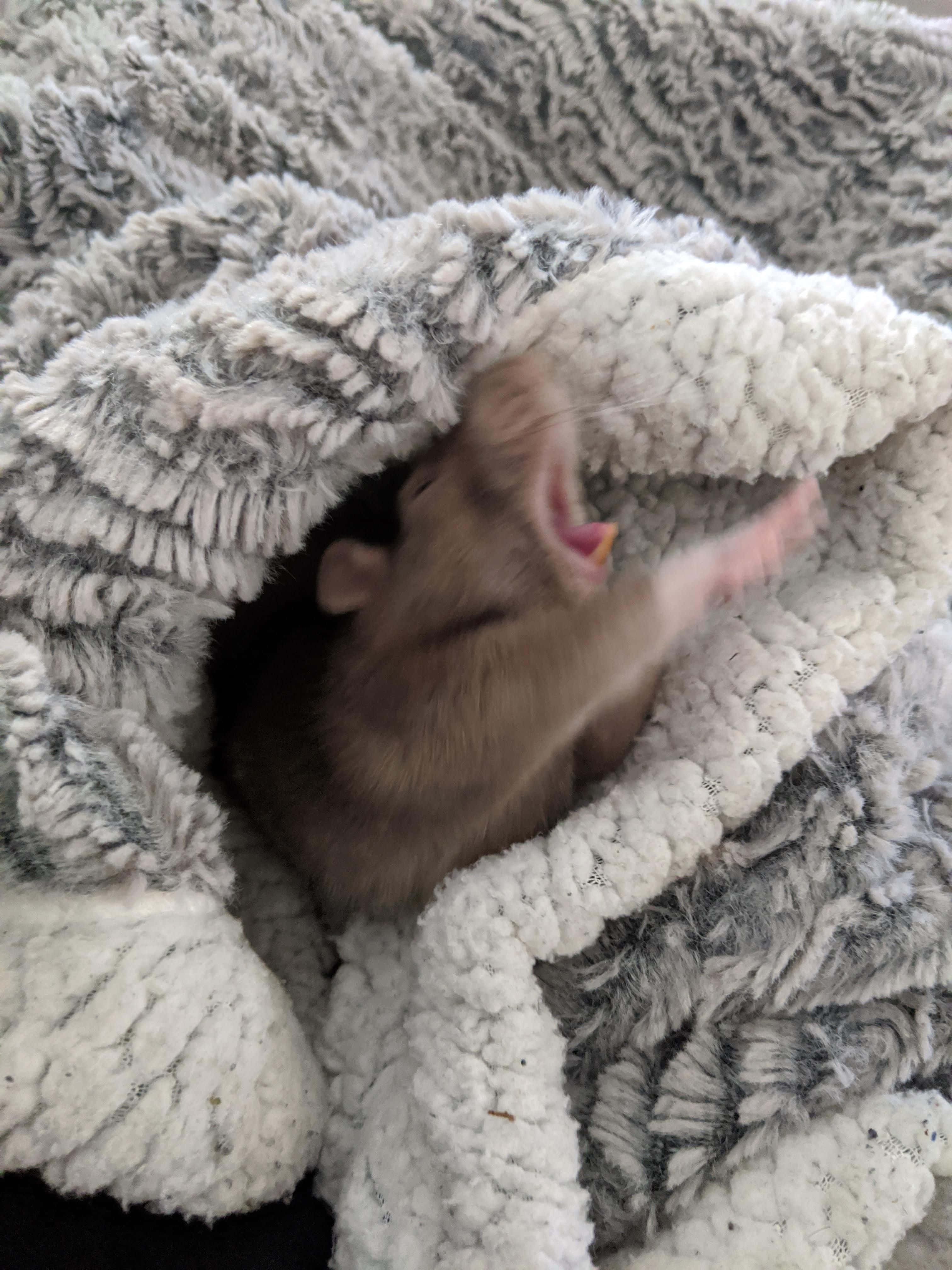 Rat 桌布 壁紙 — 一隻細小的棕色老鼠在柔軟的灰色和白色毛絨毯子裡打著大呵欠。