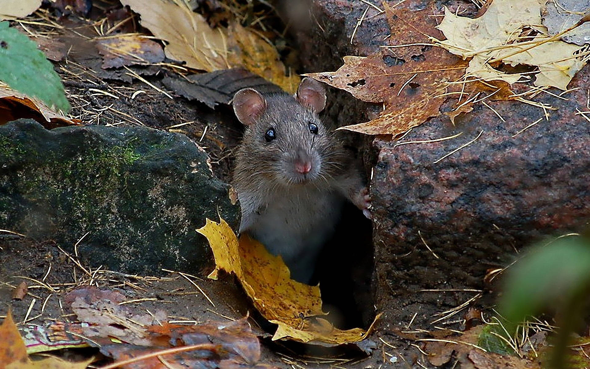 Mouse 桌布 壁紙 — 一隻細小的棕色老鼠好奇地從長滿苔蘚的圓木洞中探出頭來，周圍散落著秋天的落葉。