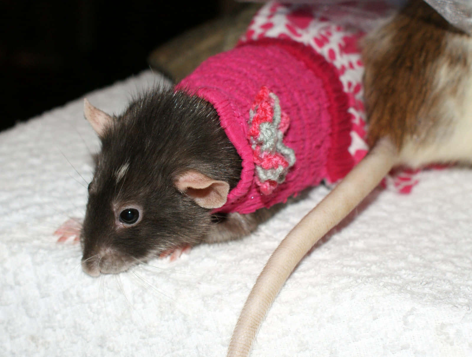 Rat 桌布 壁紙 — 一隻細小的棕色老鼠穿著粉紅色針織毛衣，繫著灰色蝴蝶結，躺在白色有紋理的毯子上休息。