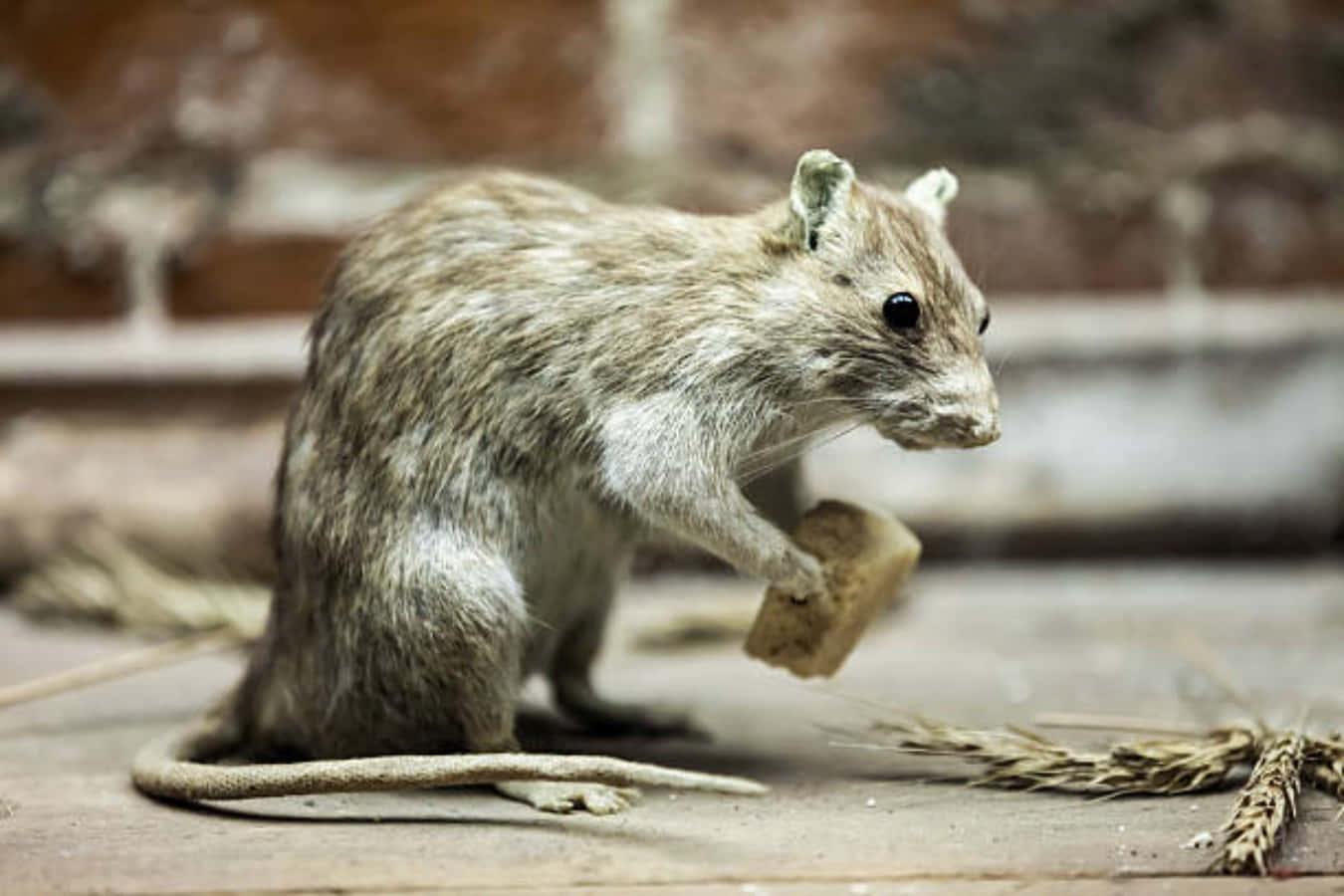 Rat 桌布 壁紙 — 一隻細小的棕色老鼠站在木地板上，在模糊的磚牆背景下，於麥稈附近拿著一片麵包。