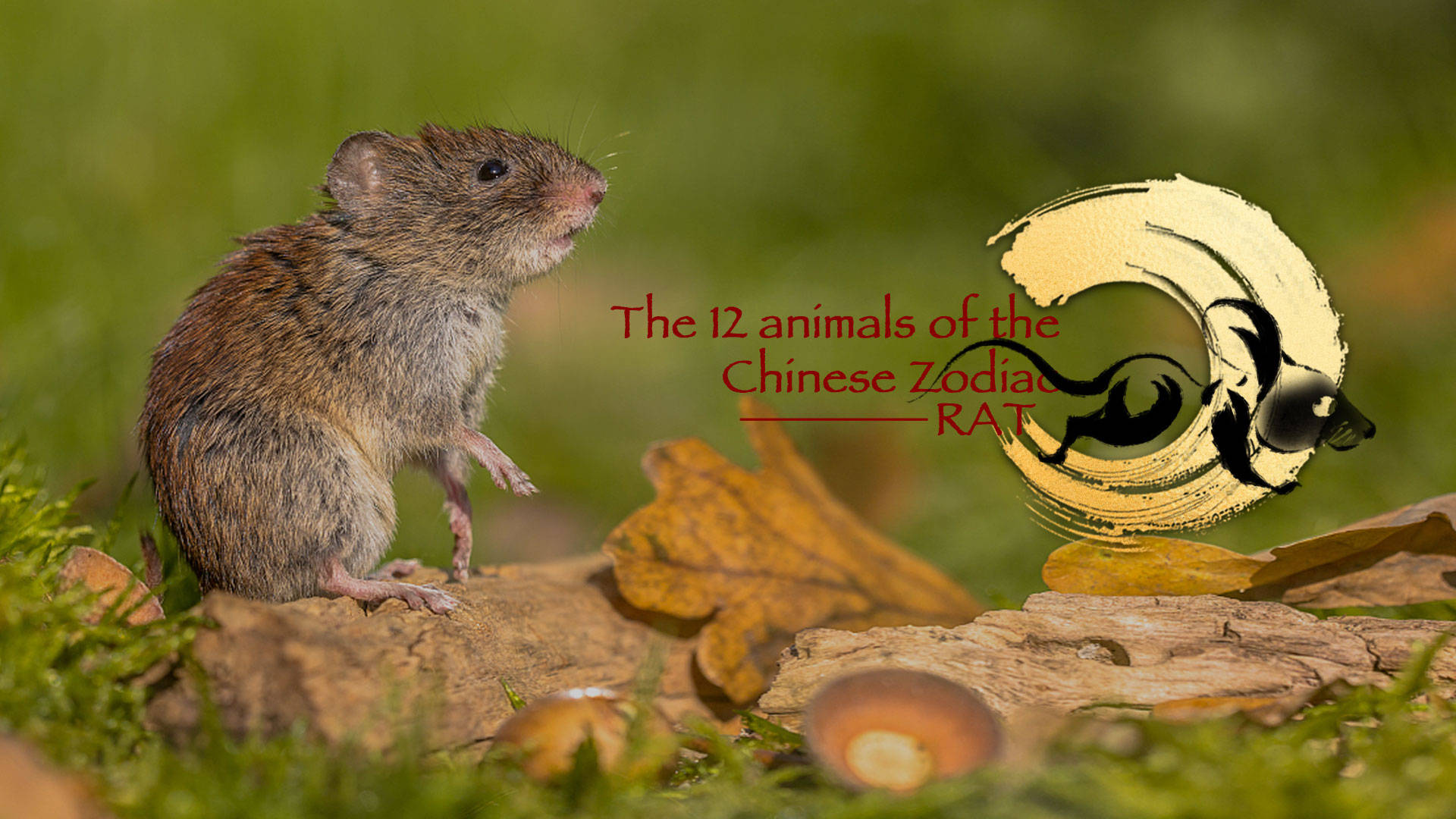 Rat 桌布 壁紙 — 一隻細小的棕色老鼠警覺地坐在長滿苔蘚的地面上，旁邊有落葉，附近有一個金色的中國生肖鼠標誌。