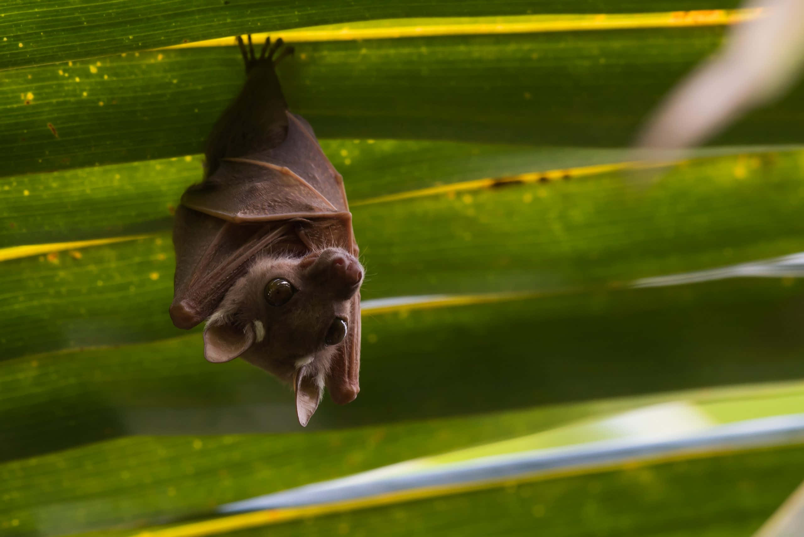 Bats 桌布 壁紙 — 一隻細小的棕色蝙蝠倒掛在帶有黃色葉脈的鮮綠色棕櫚葉上。